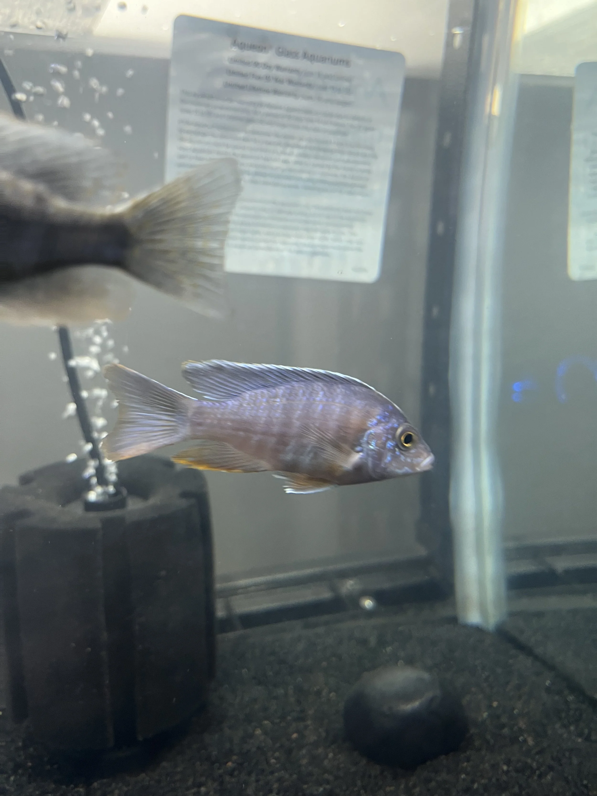🐟 Turkis Peacock Cichlid