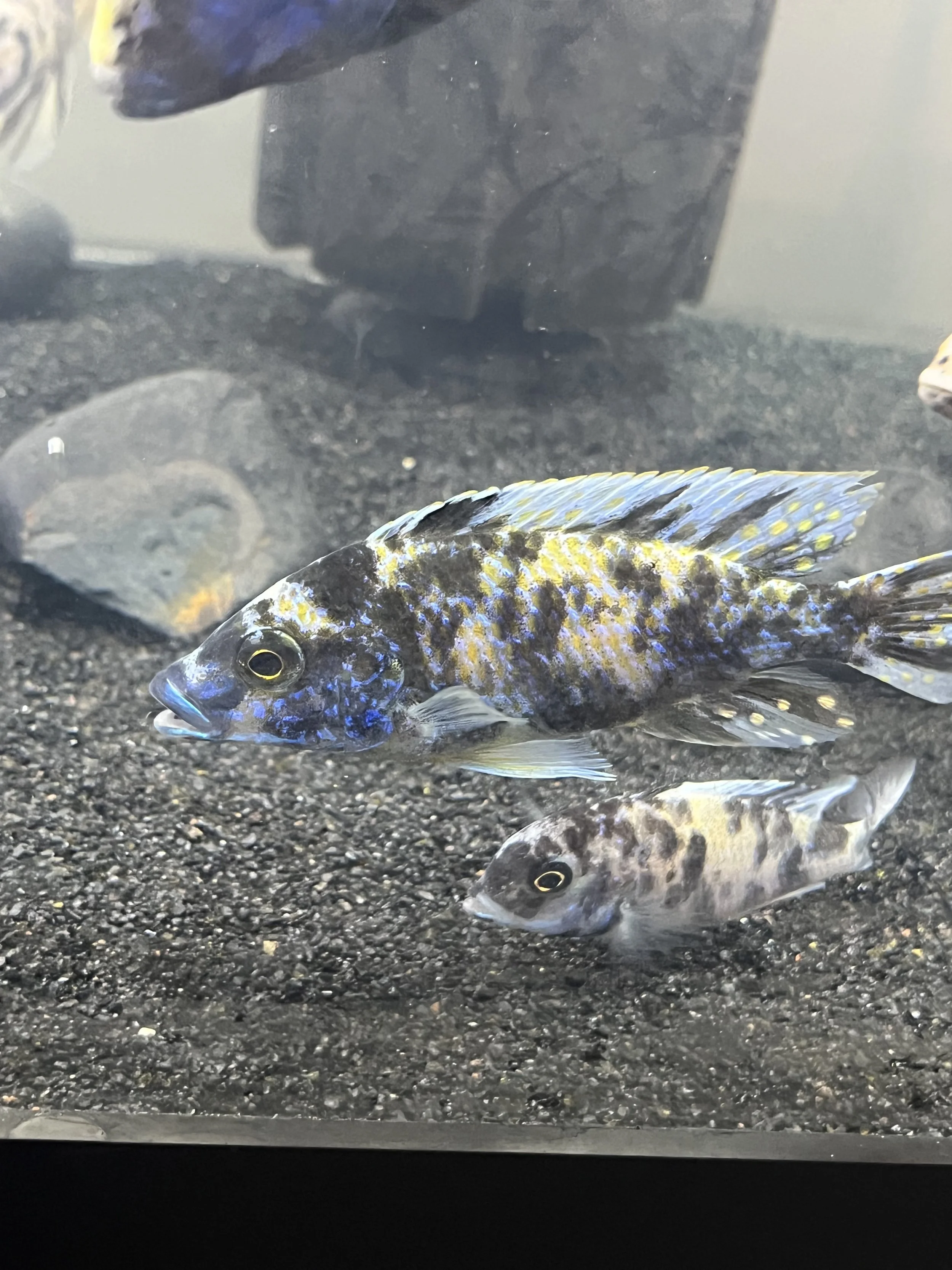 🐟 OB Lawanda Peacock Cichlid