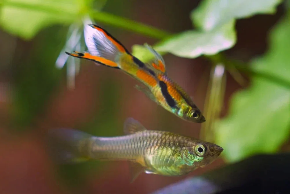BLACK BAR ENDLER