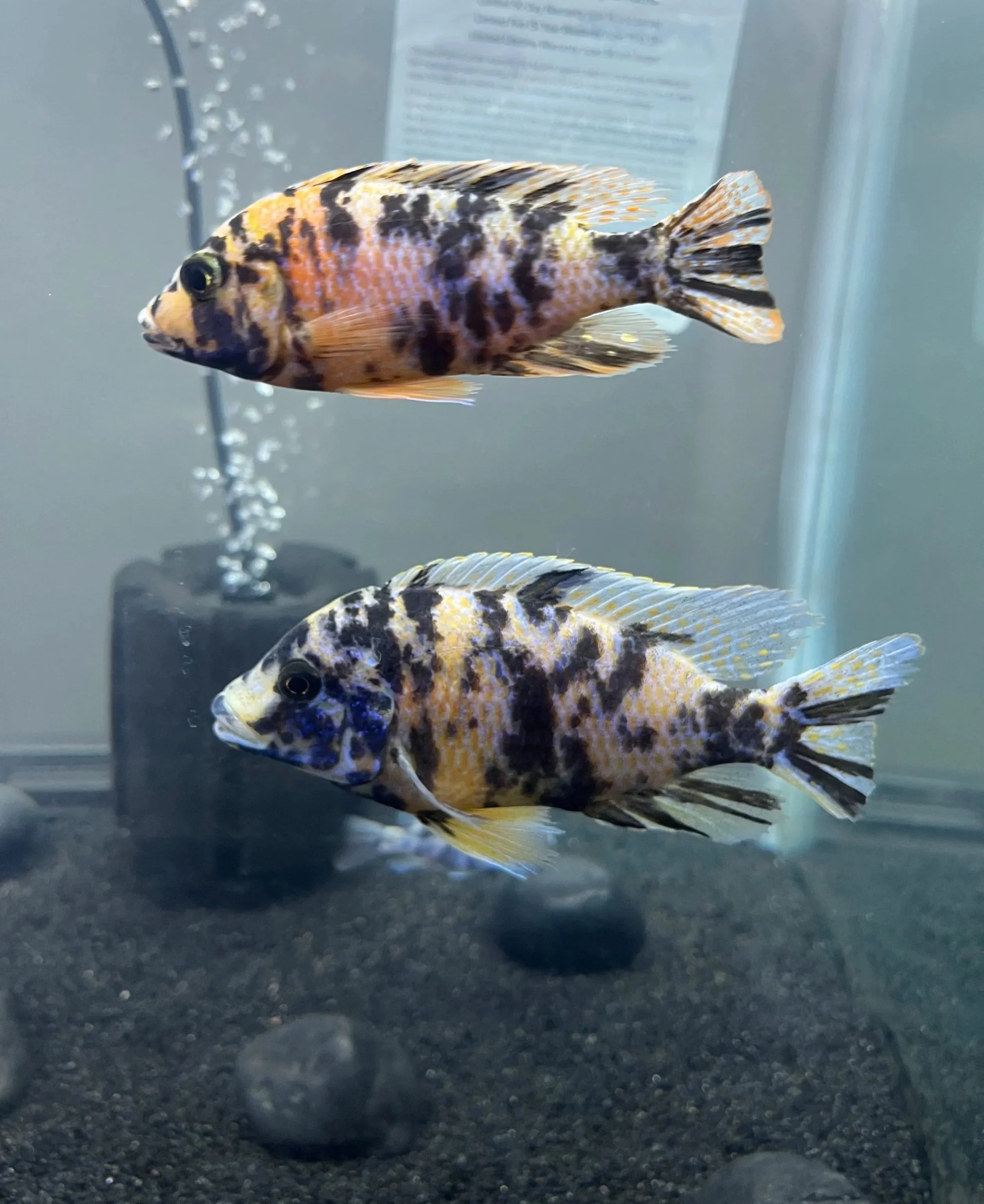 🐟 Blue & Orange OB Peacock Cichlid