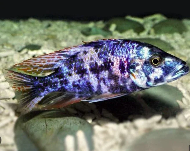 Dimidiochromis compressiceps (OB) Malawi Eye Biter