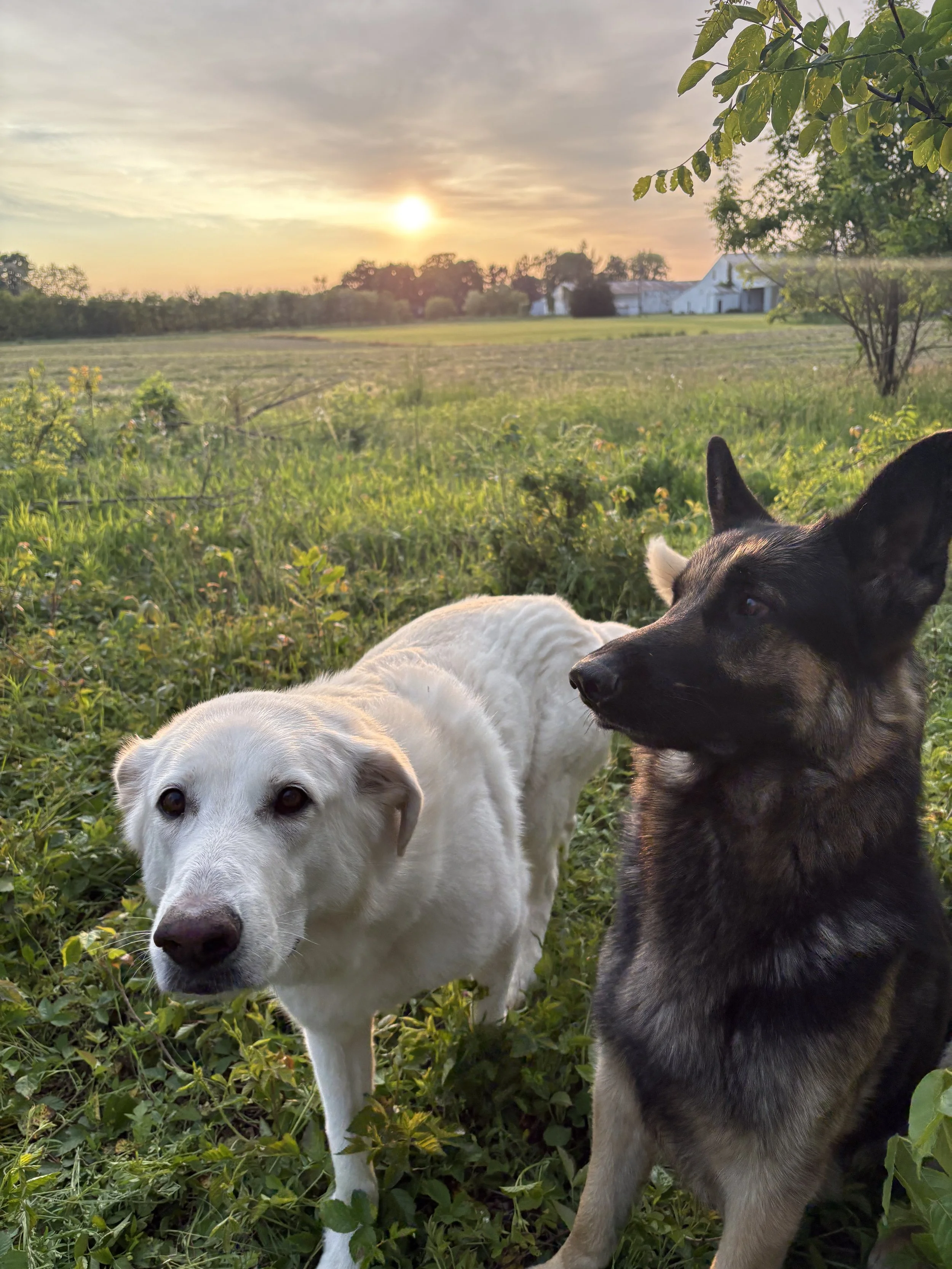 Two dogs, a white Labrador and a black and gray husky, sitting in a grassy field during sunset, with trees and a white building in the background.
