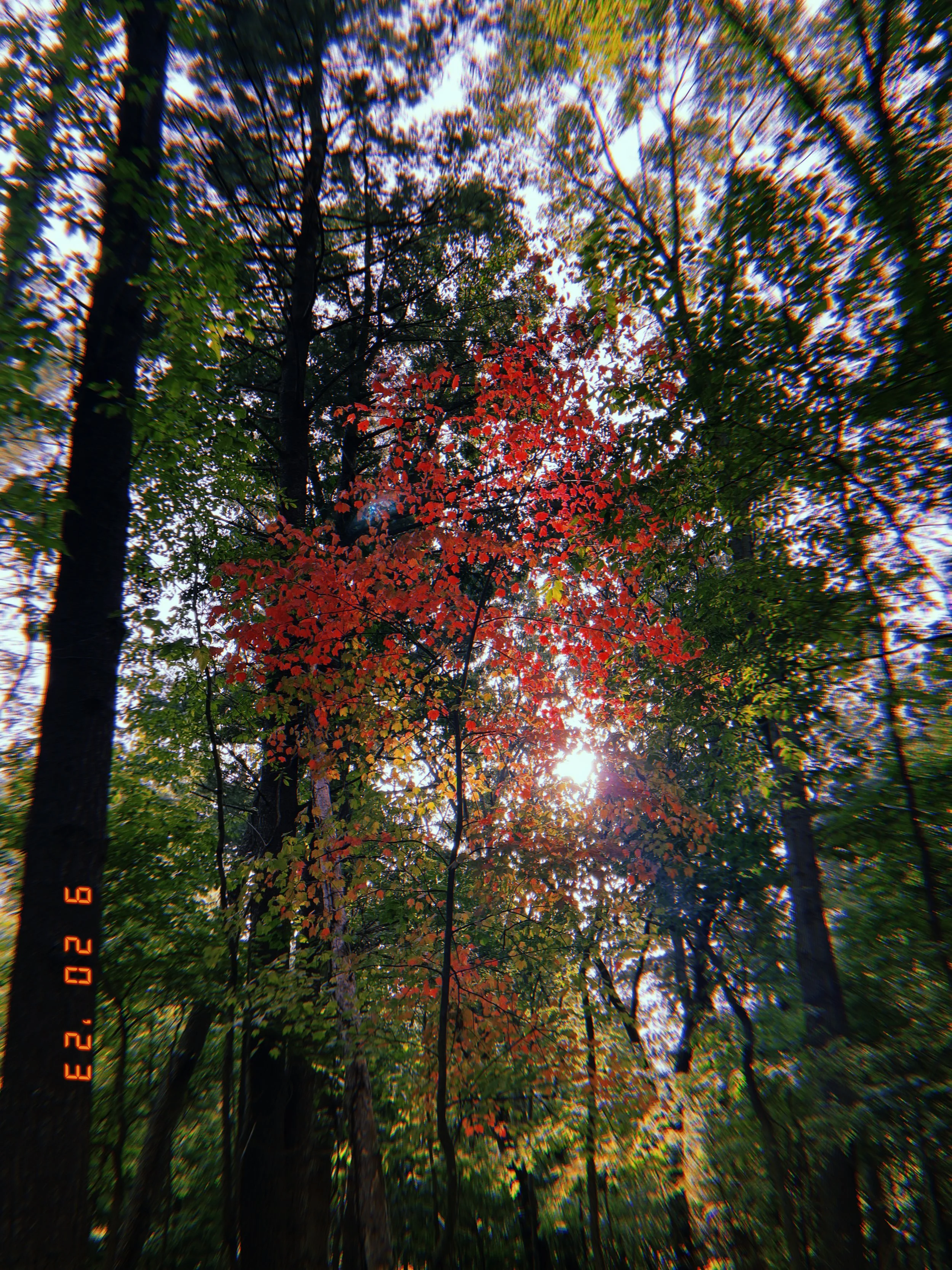 Camera looking up at trees with green and red fall foliage, sunlight filtering through the leaves, creating a bright sky in the background.