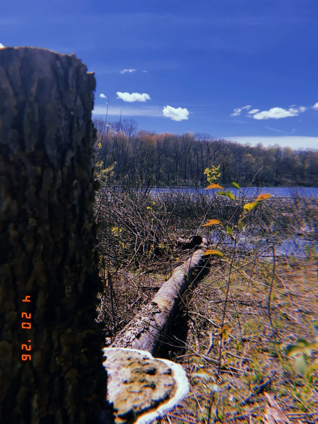 Close-up of a tree trunk in the foreground with a fallen log and wet vegetation on the ground, overlooking a lake with trees in the distance and a bright blue sky with small white clouds.