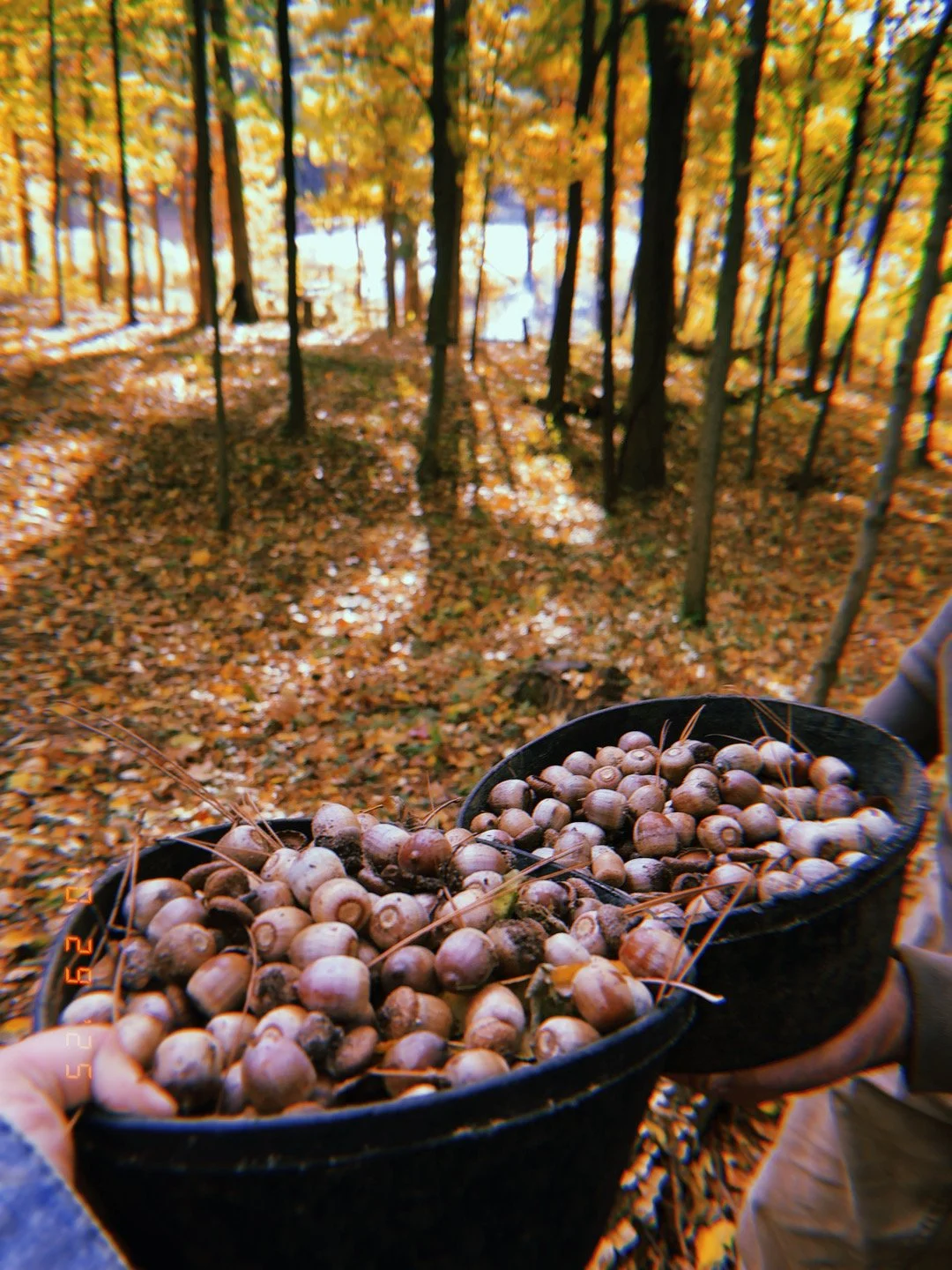 Person holding a black tray filled with acorns in a forest during autumn with yellow and orange leaves on trees.