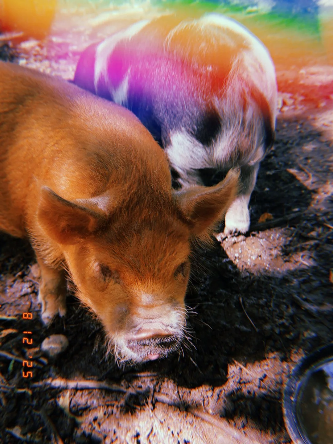 Two pigs, one brown and one black and white, eating on dirt ground.