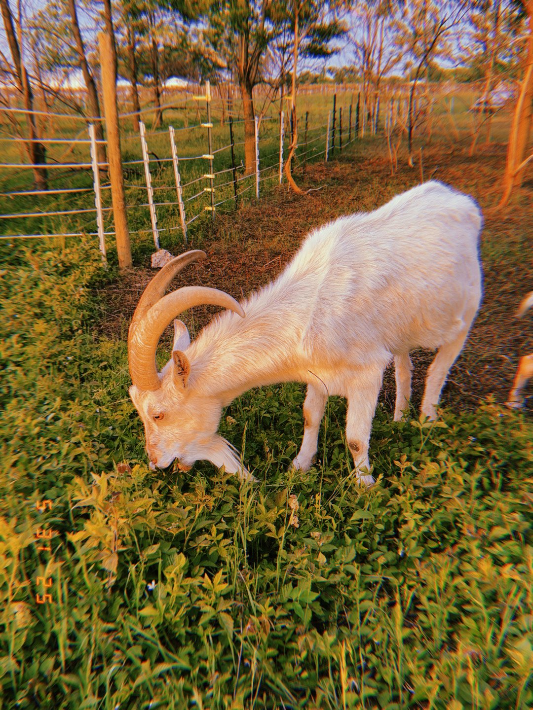 A white goat with large, curved horns grazing on green vegetation in a fenced outdoor area during sunset.
