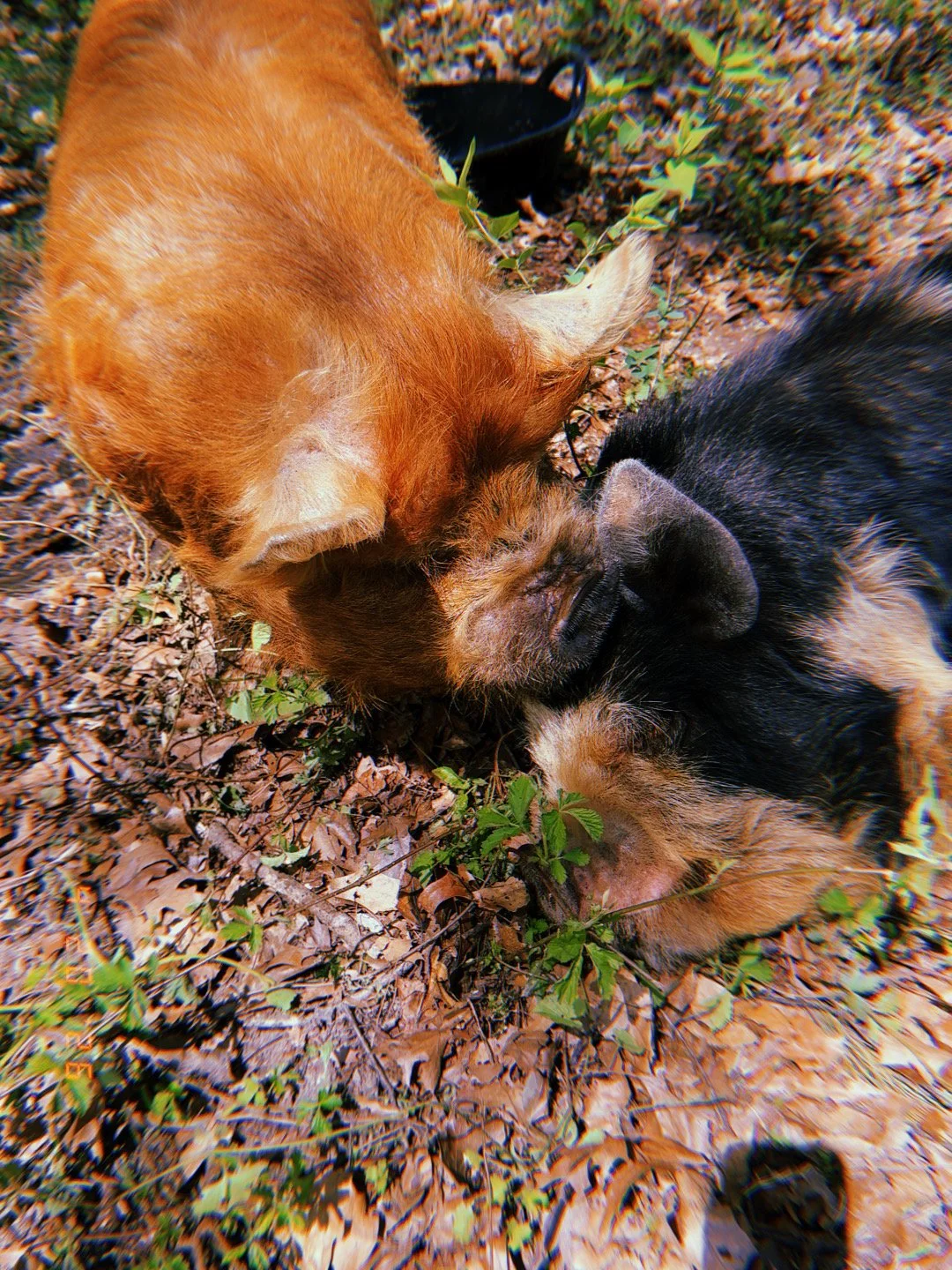 Two dogs and a cat lying closely together outdoors on fallen leaves and small green plants