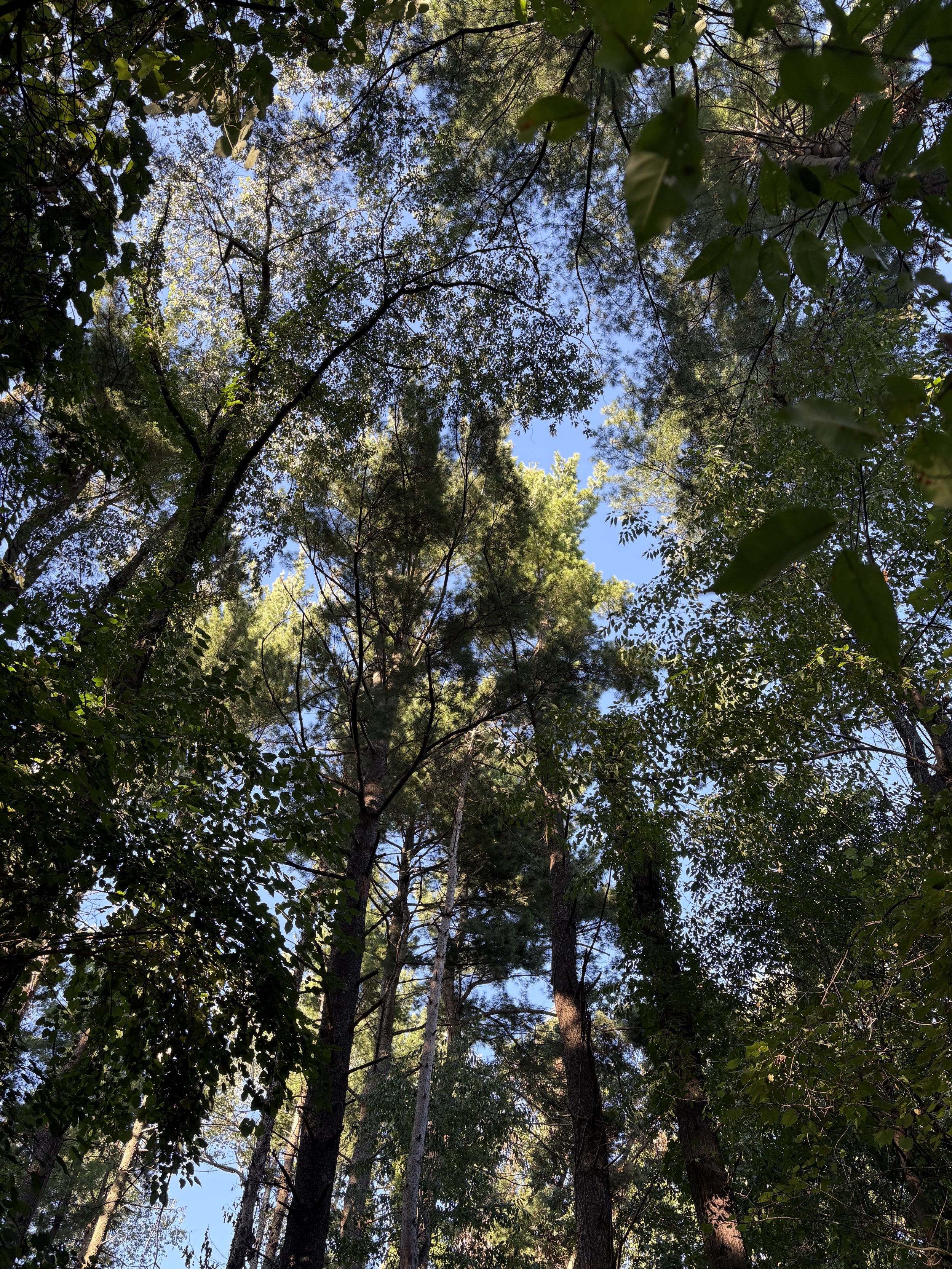 Looking up at tall trees with green leaves and branches against a blue sky.