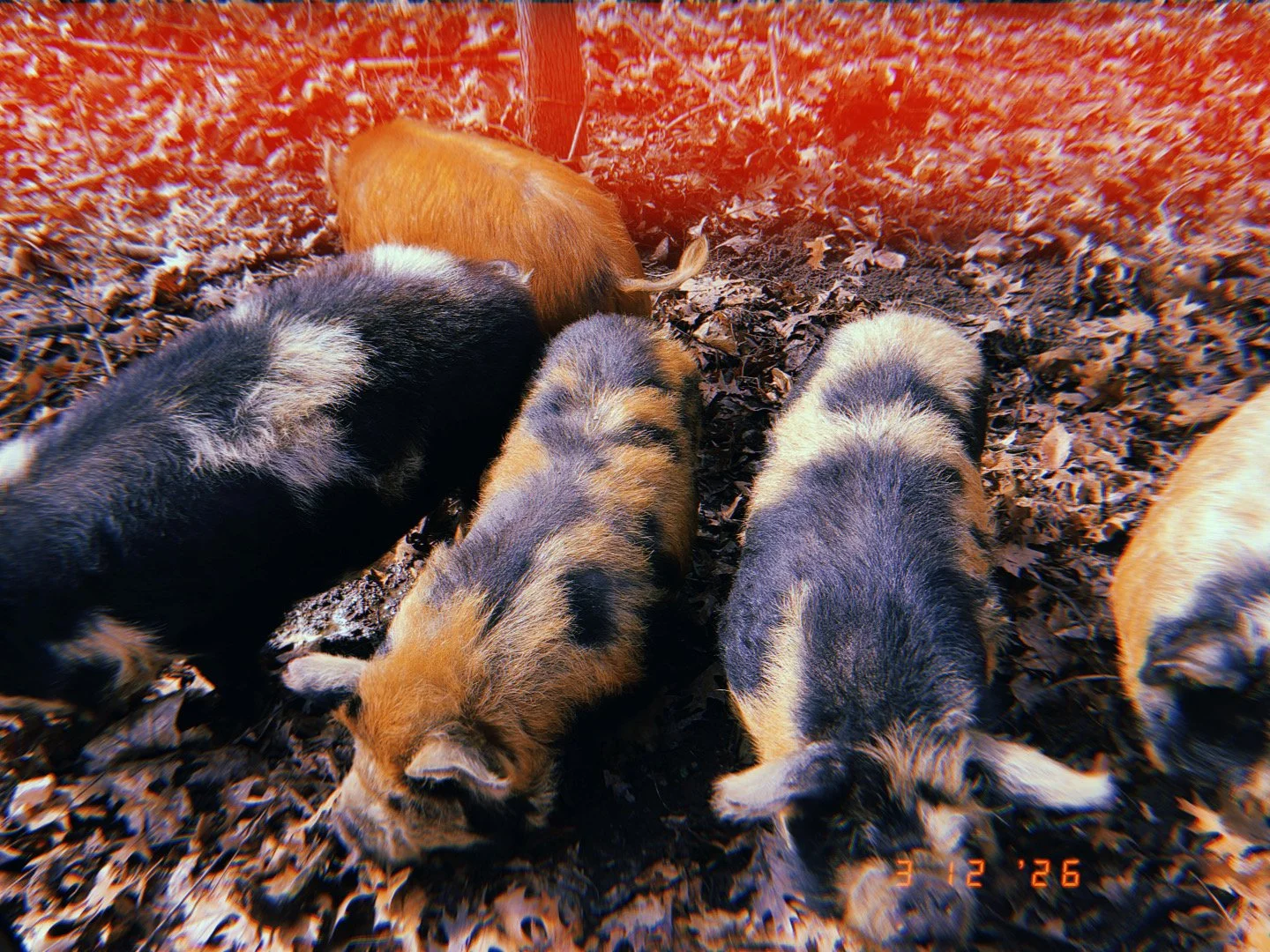 Four piglets foraging on a forest floor covered with dry leaves.