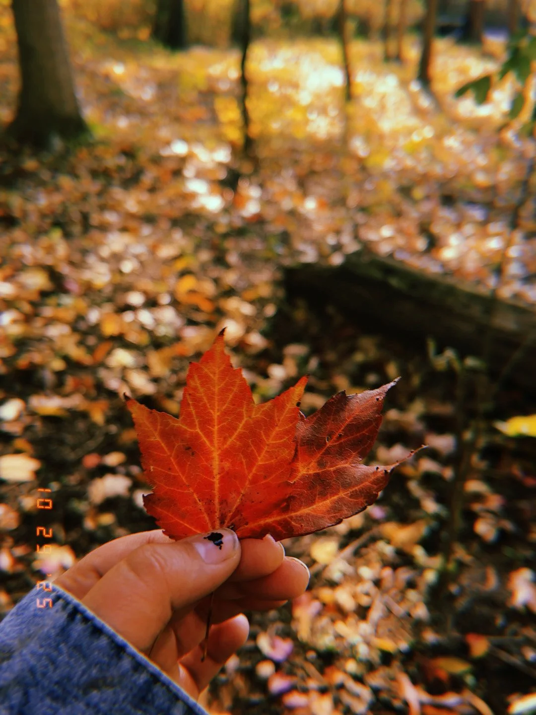 Close-up of a person holding a bright red fallen maple leaf in a fall forest, with a blurred background of autumn leaves on the ground and trees.