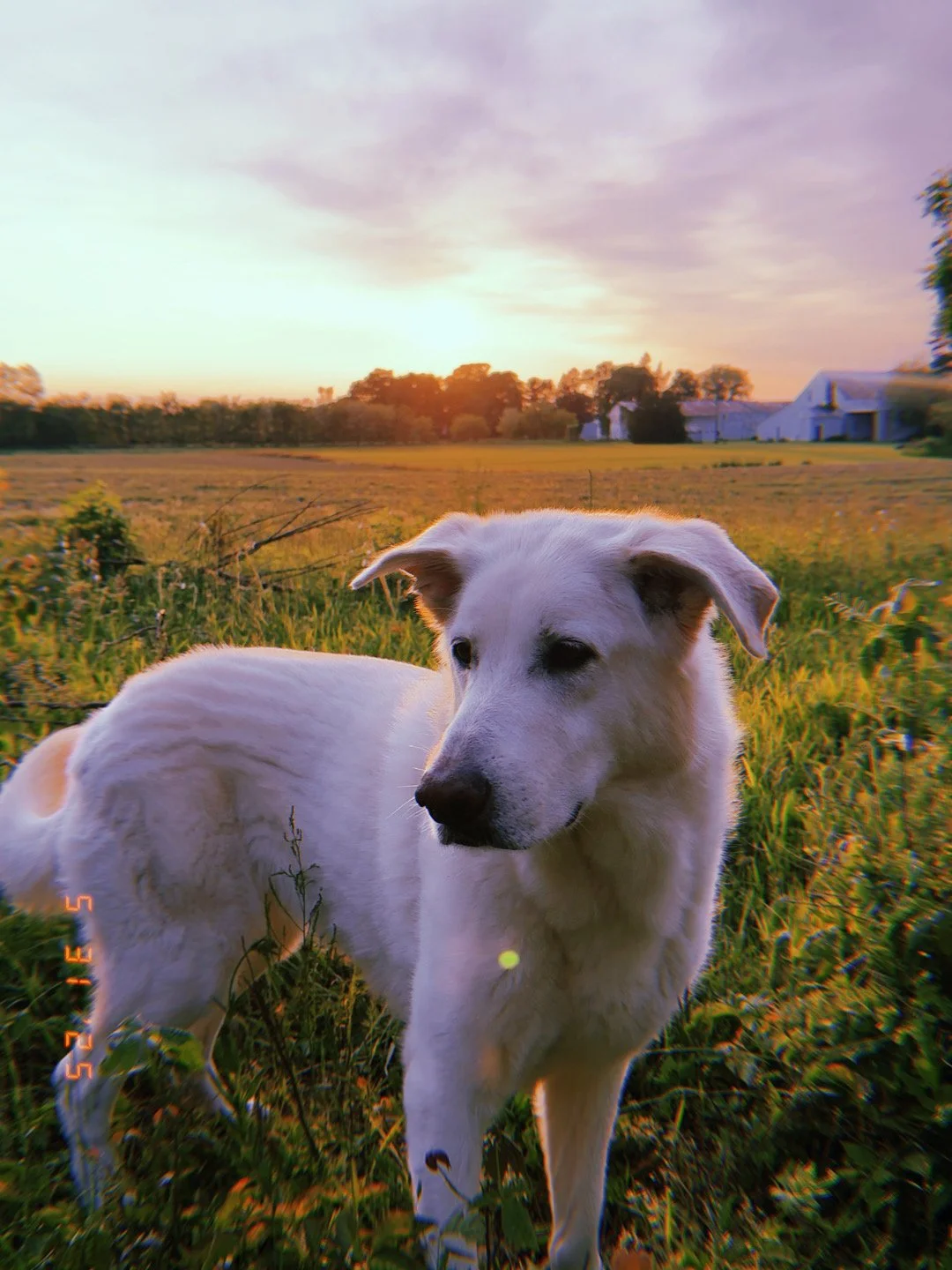 A white dog standing in a grassy field at sunset with trees and farm buildings in the background.