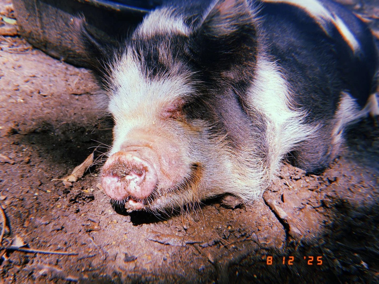 Close-up of a piglet lying on the dirt with its eyes closed.