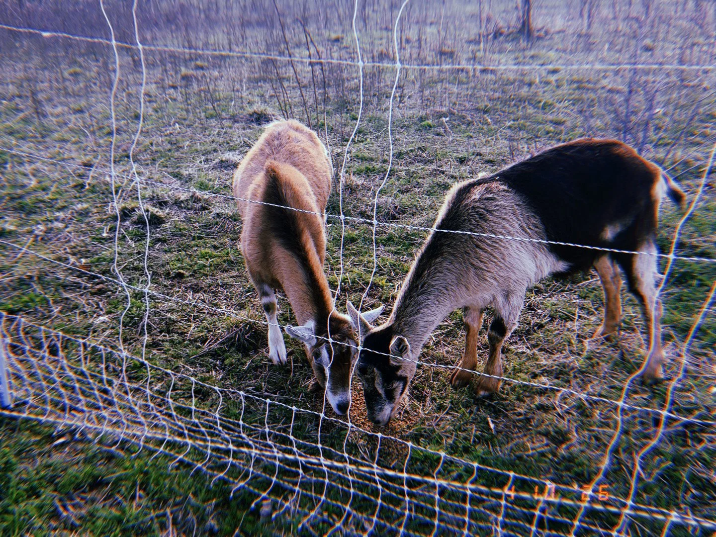 Two goats on a grassy field separated by a wire fence, grazing and eating from the ground.