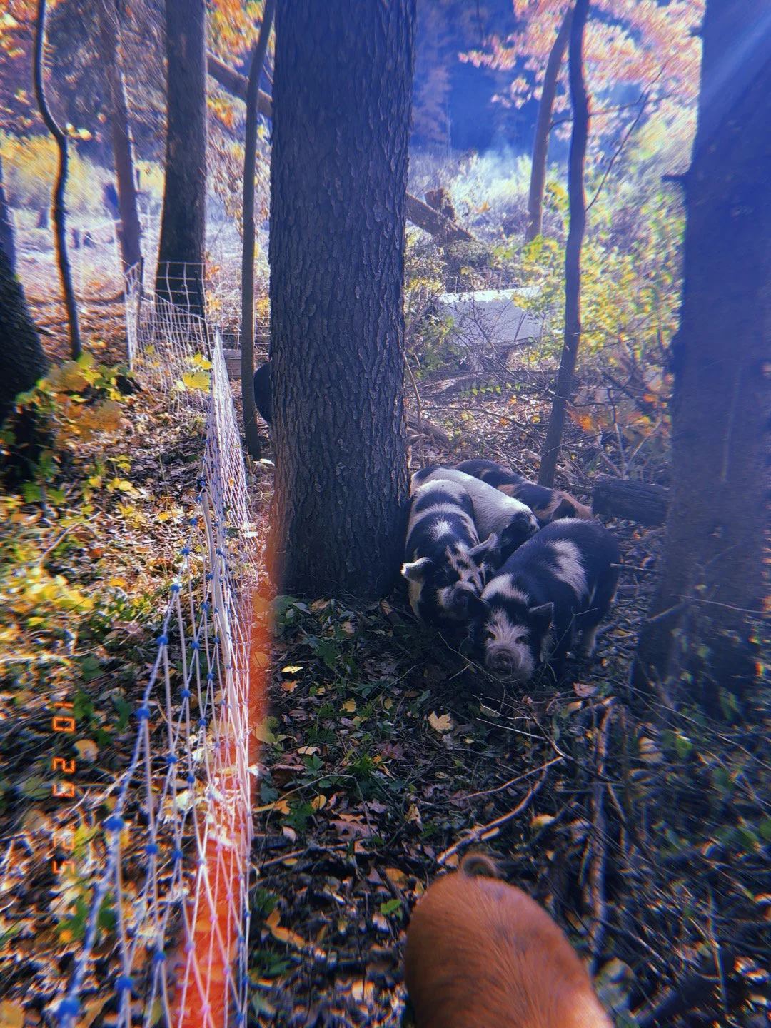 Group of piglets in a wooded area with trees, fallen leaves, and a net fence on the left side.
