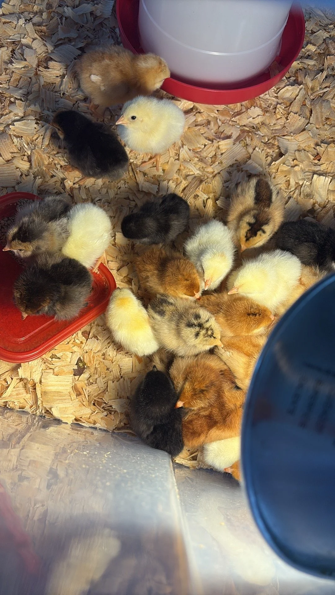 A group of baby chicks of various colors, including yellow, black, and brown, inside a container with wood shavings on the bottom.