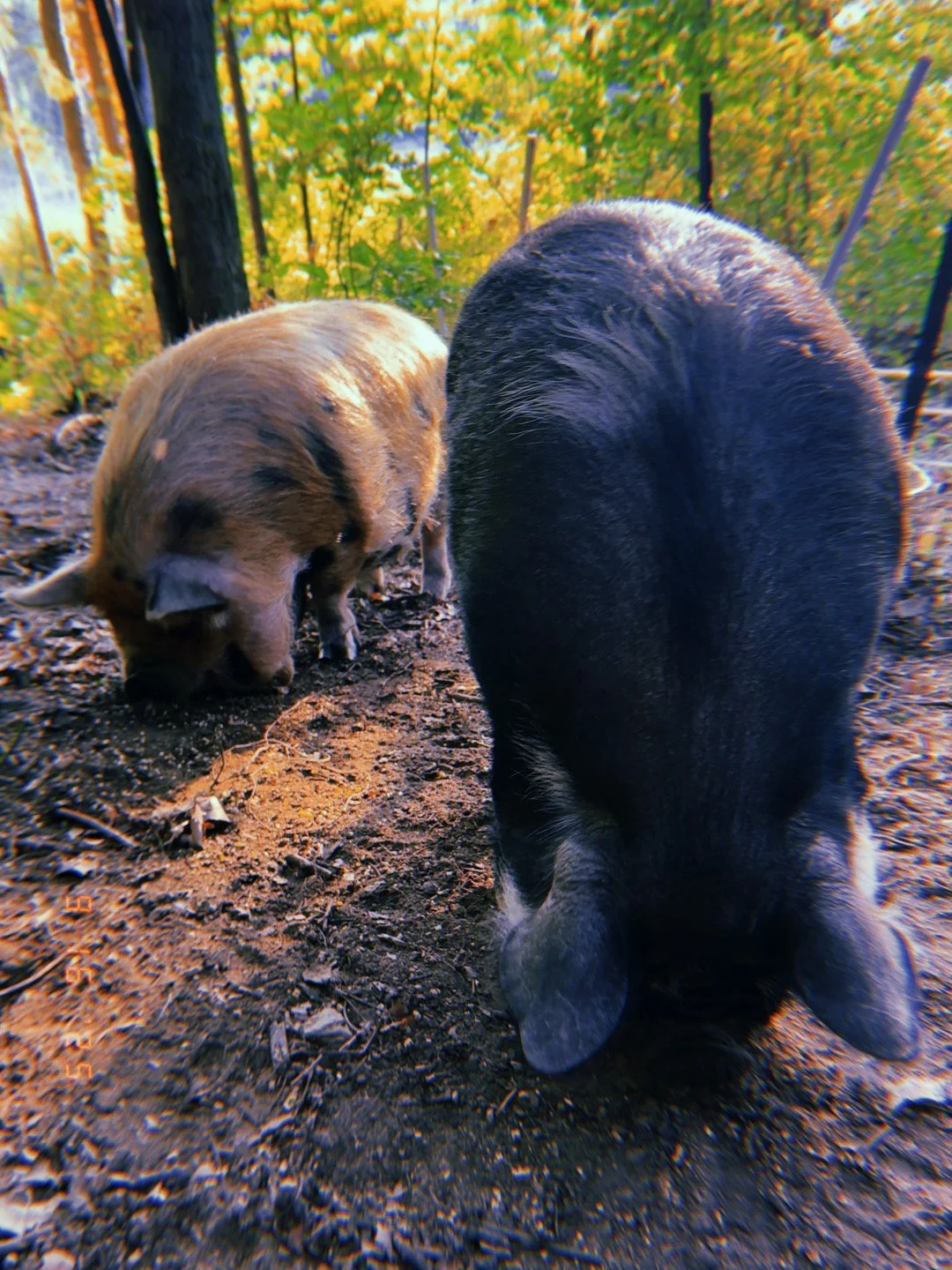 Two pigs, one black and one brown, foraging in a dirt ground with autumn-colored trees and a fence in the background.