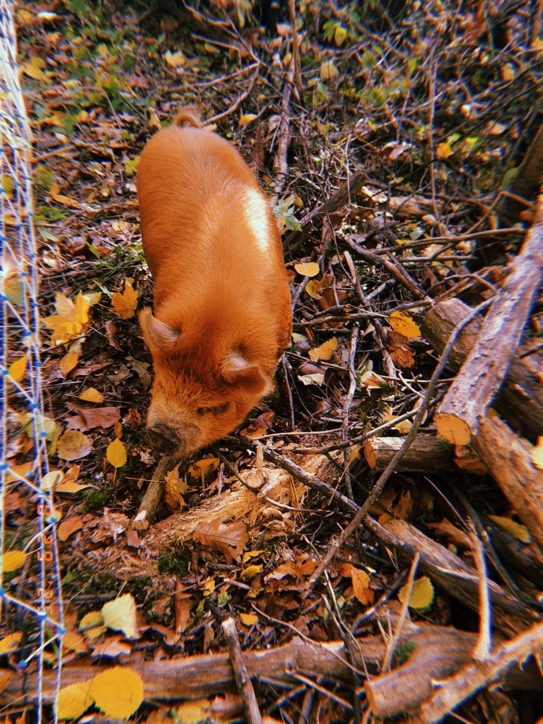 A small, orange puppy with white markings on its back, walking through a pile of leaves and twigs in a forested area.