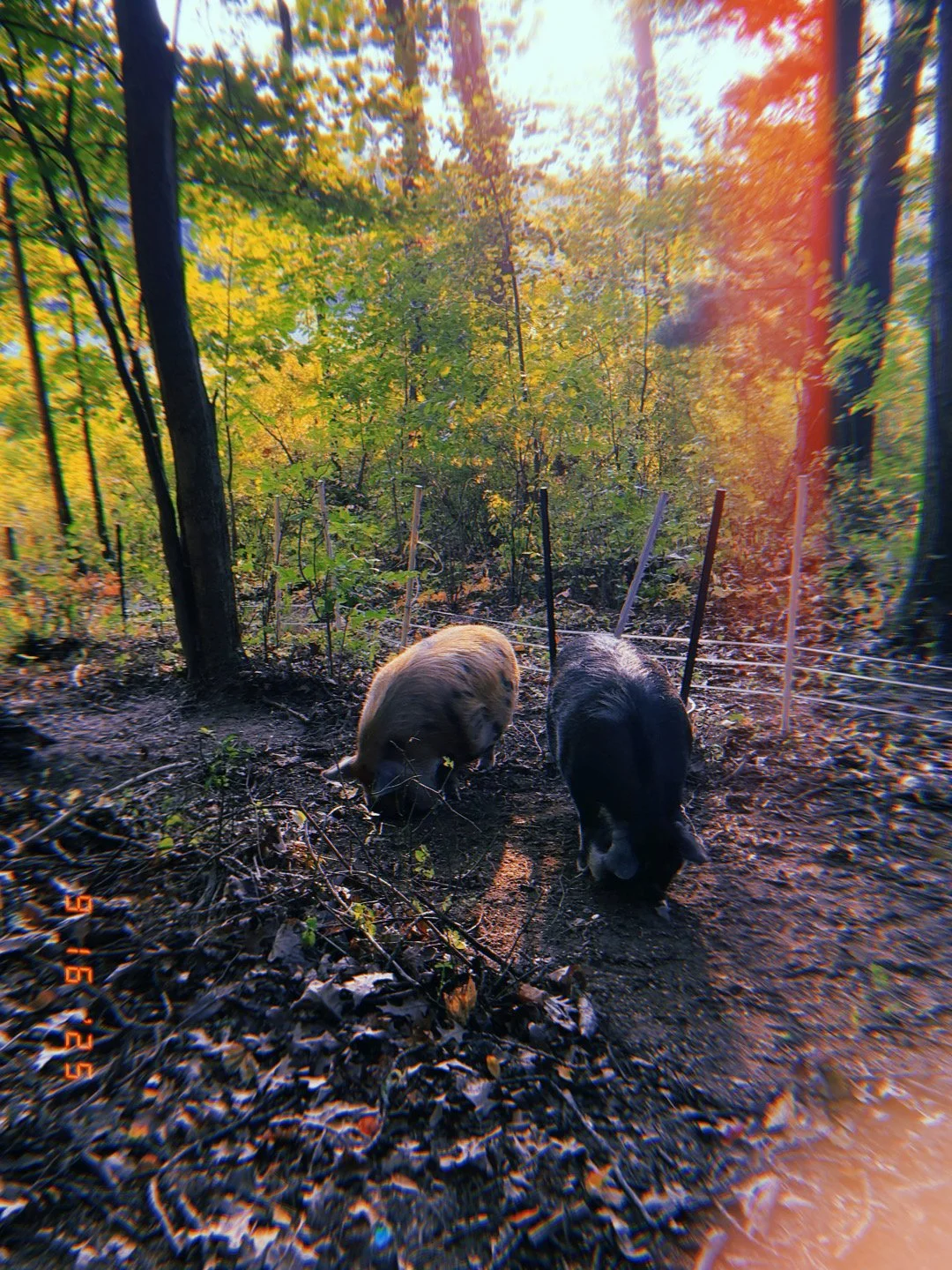 Two pigs, one brown and one black and white, walking on a dirt trail through a wooded area with sunlight filtering through the trees.