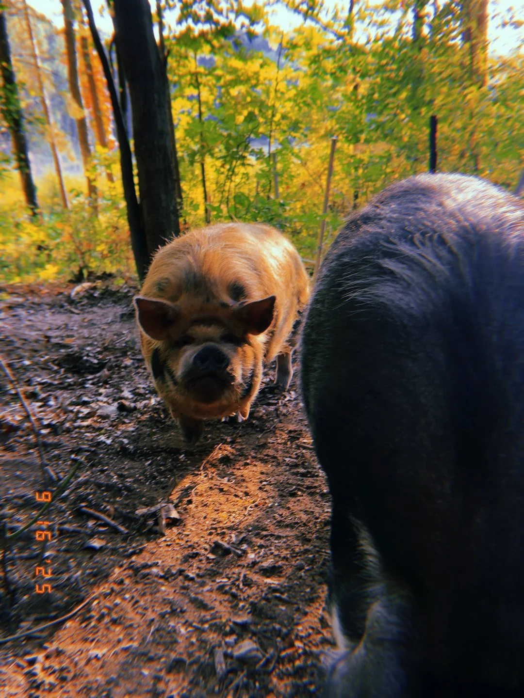 A piglet and a pig walking on a dirt trail surrounded by trees with yellow and green leaves in fall.