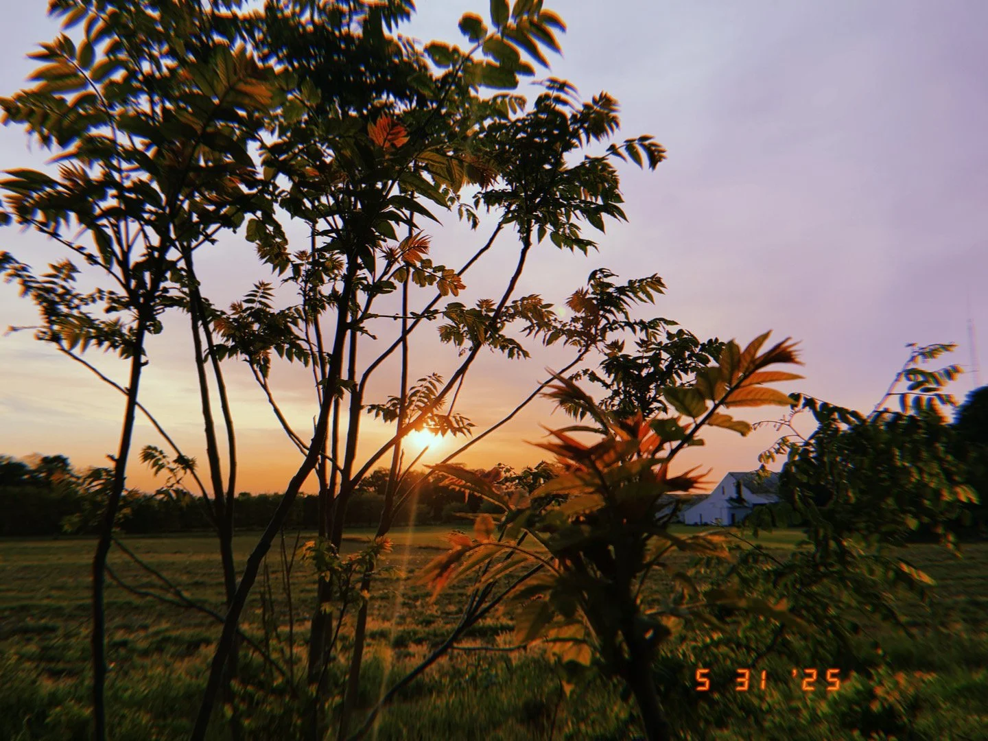 Tree branches and leaves in the foreground with a sunset in the background, on a rural field with a white house in the distance.