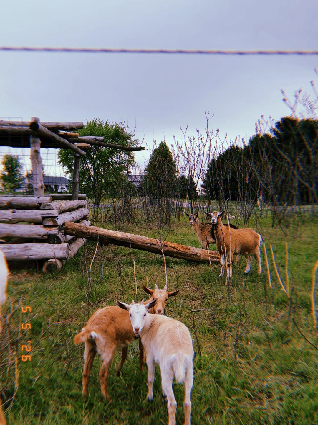20260505_182614_989.JPG