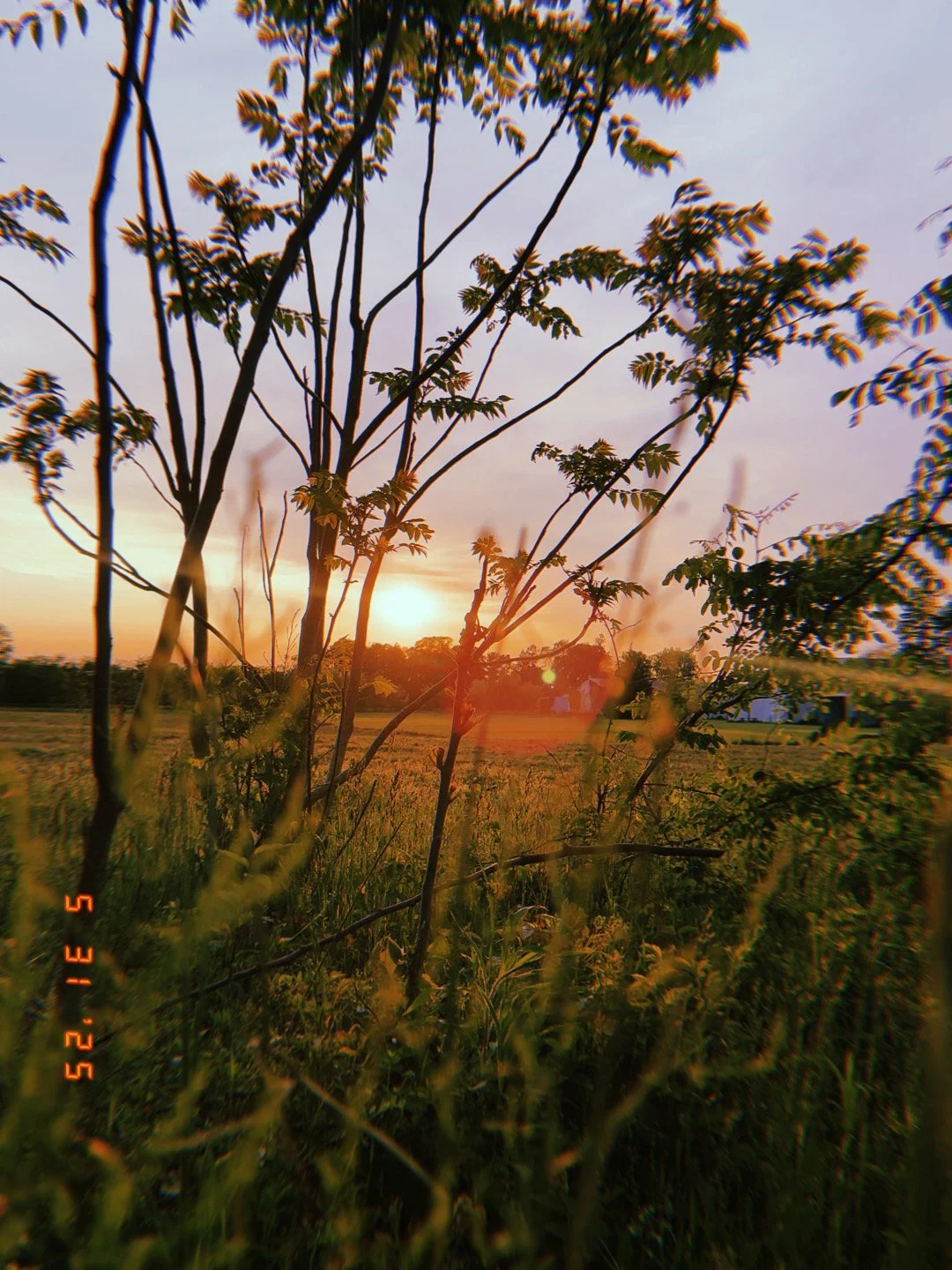 Sun setting over a field with trees in the background, seen through grass and branches in the foreground.