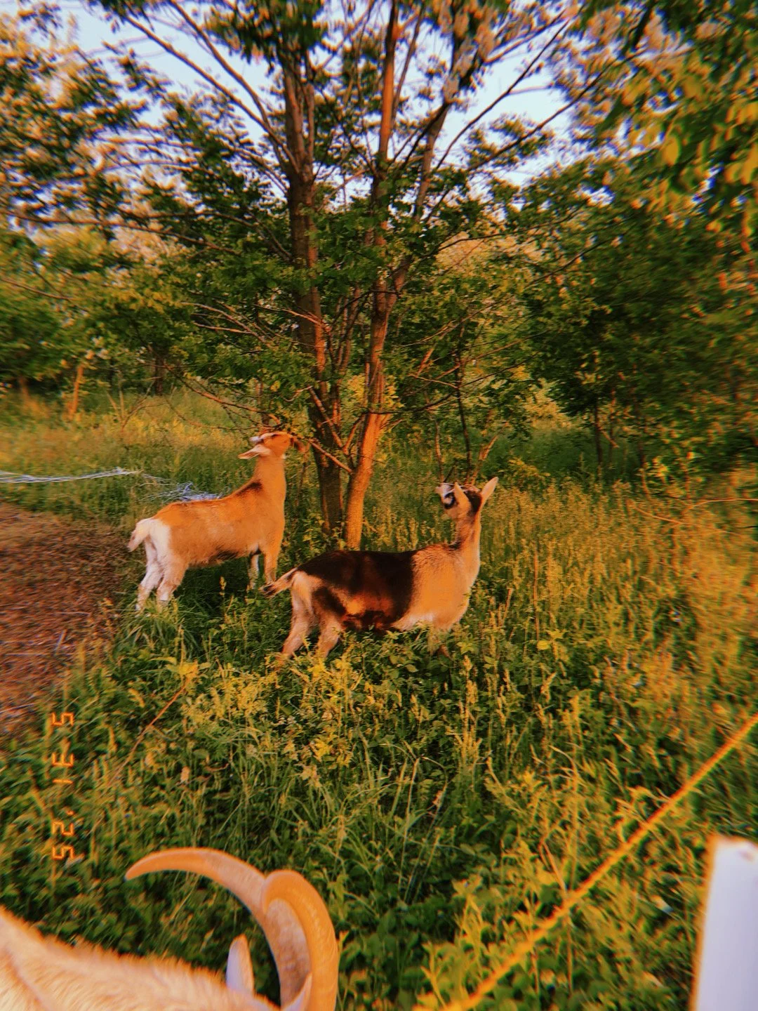 Two goats standing in grassy field near trees during sunset.