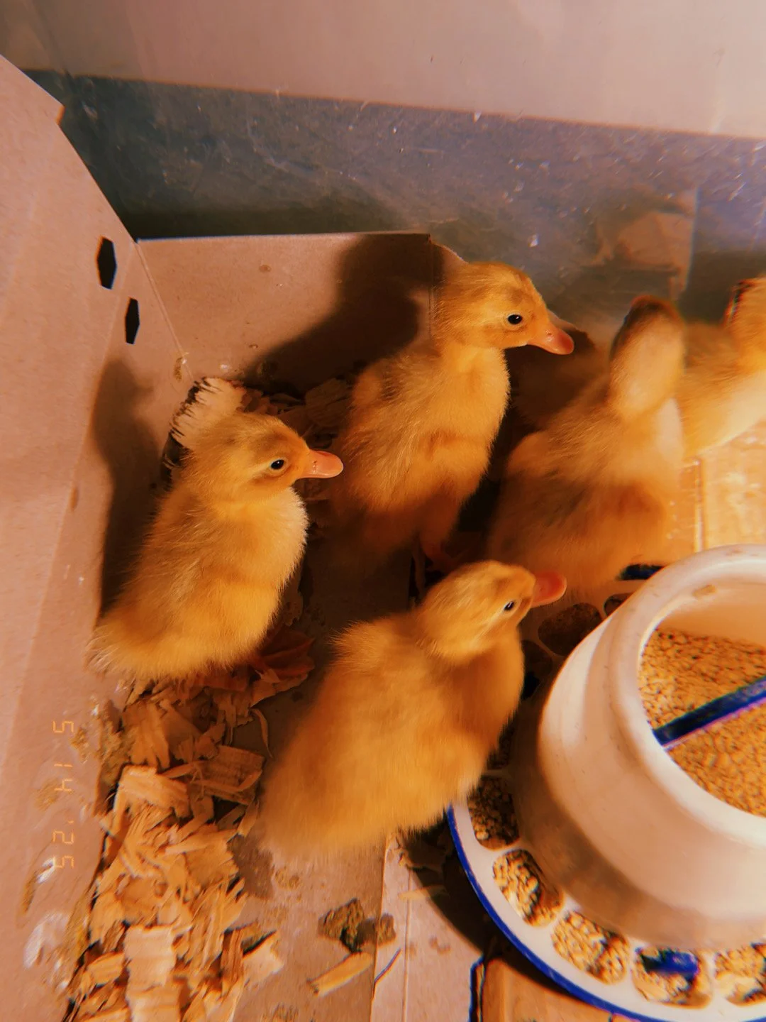 Group of yellow ducklings gathered near a white and blue feeding container inside a small enclosure.