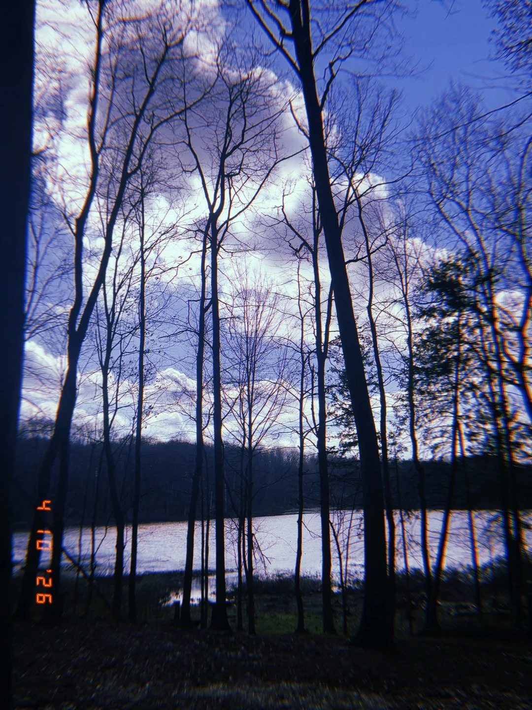 A forest with tall, leafless trees near a frozen or snow-covered lake, under a blue sky with white clouds.
