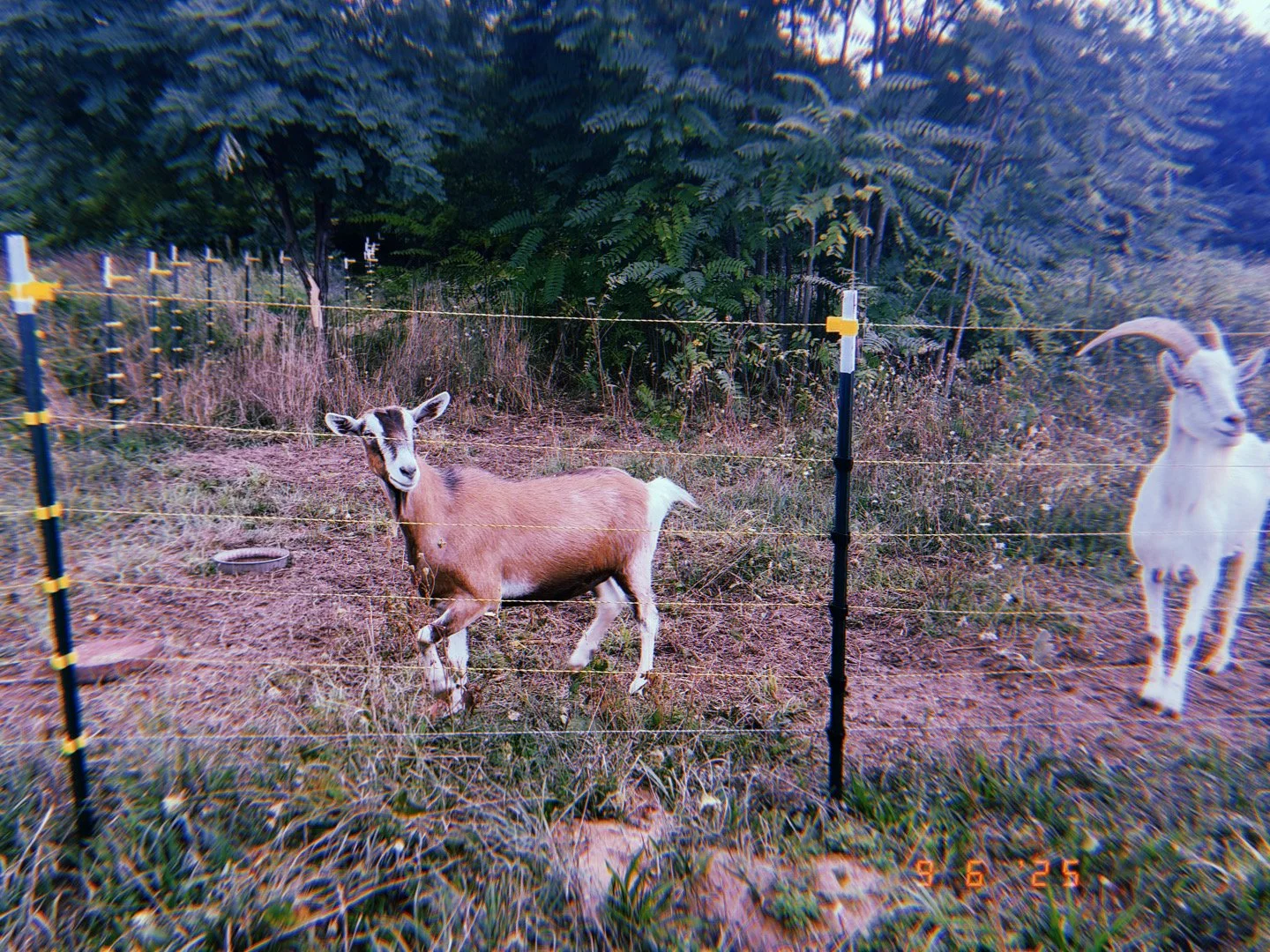 A young goat with brown and white fur standing behind a wire fence in a grassy area with trees in the background, and a white goat with horns to the right.