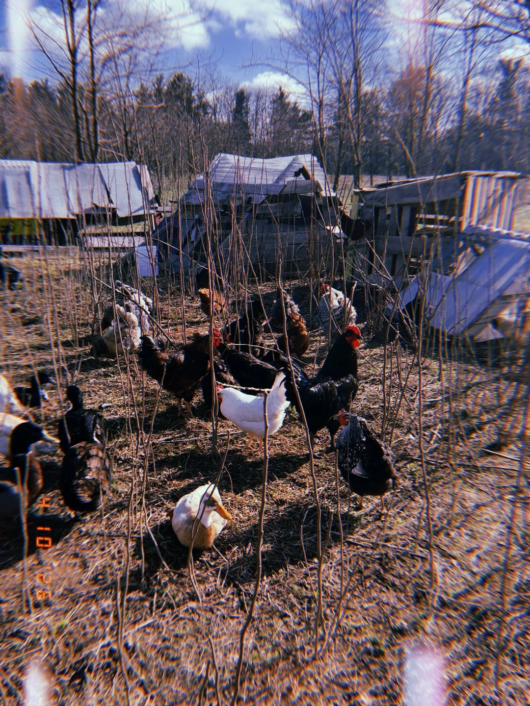 A chicken coop yard with hens and a goose among leafless branches, with old wooden structures in the background and a clear sky overhead.