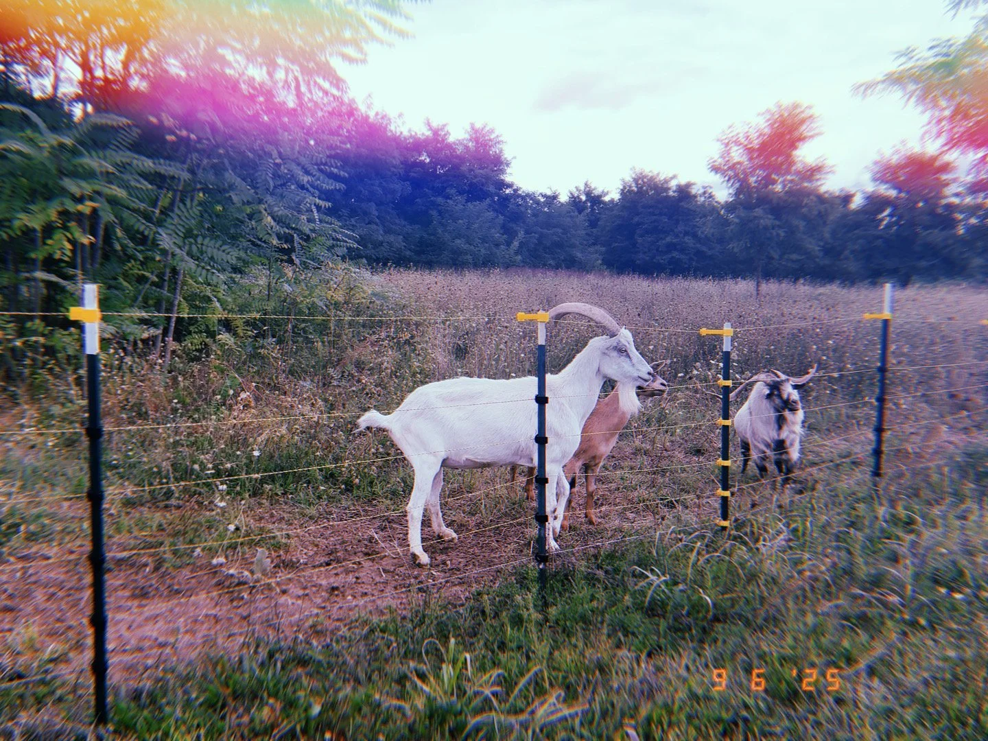 Three goats standing by a wire fence in a grassy field with trees in the background, with a colorful lens flare effect at sunset.