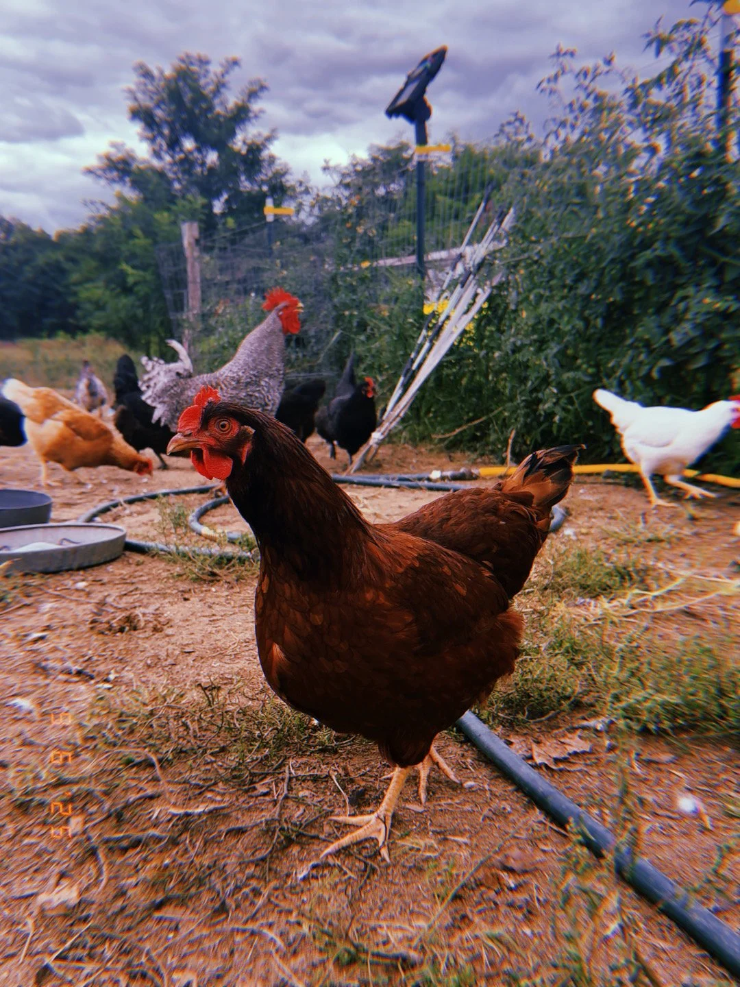 A farmyard with chickens and roosters, including a brown hen in the foreground and a speckled rooster and other chickens in the background, with cloudy skies overhead.