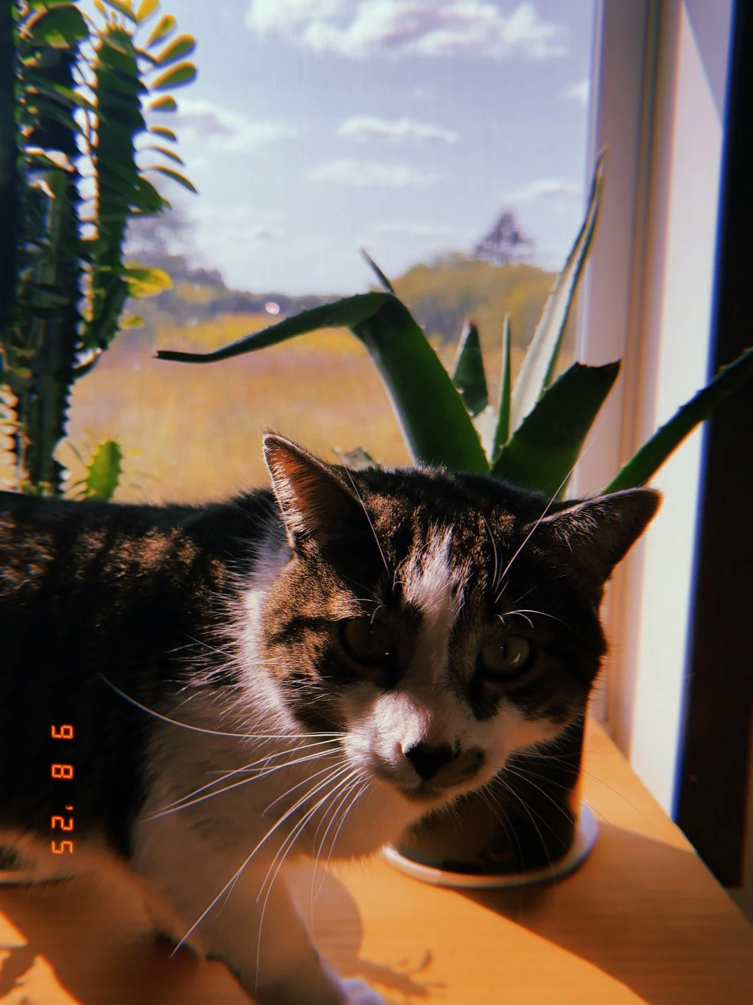 A black and white cat with green eyes sitting on a wooden surface near a window, with indoor plants behind it and a scenic outdoor view of trees and sky.