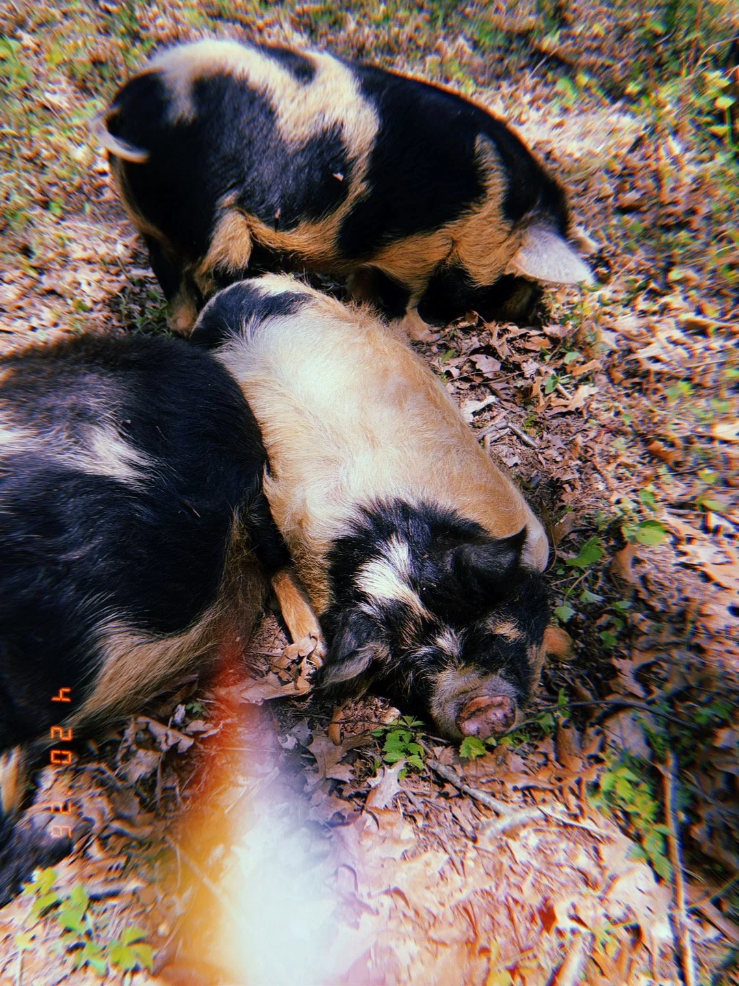 Three piglets lying on dry leaves outdoors, curled up and resting.