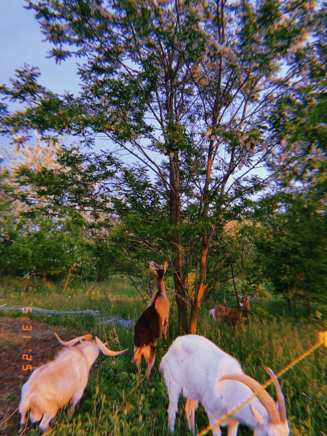 Goats grazing in a grassy field with trees, during sunset.