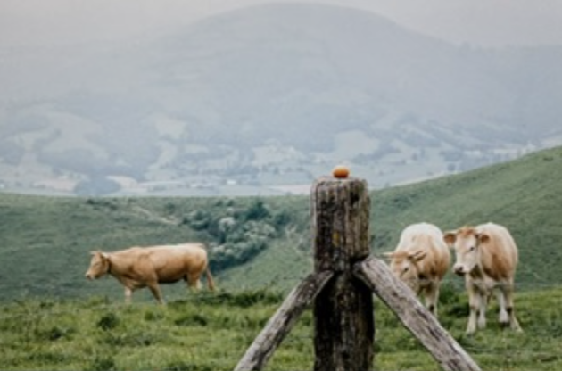 Cows grazing in the Pyrenees countryside during the founder’s life coaching training in France.