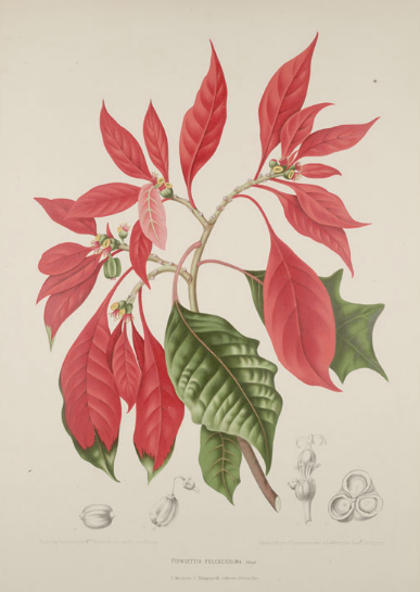 Cuetlaxóchitl: La Flor de la Pureza y los Arrullos del Nuevo Mundo