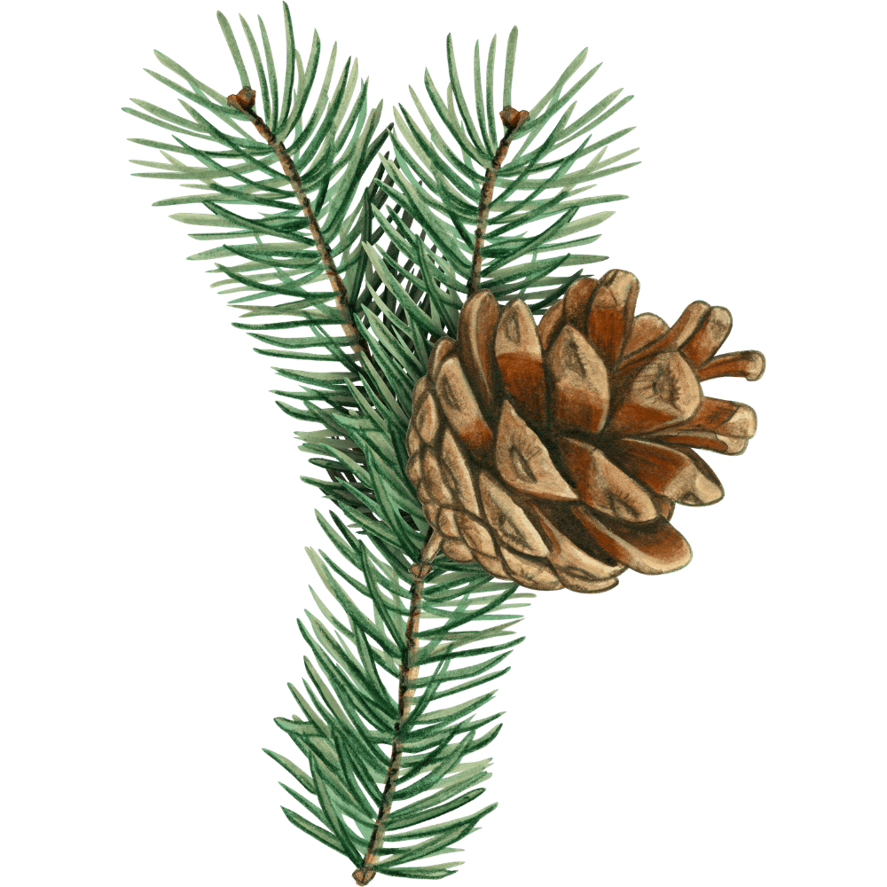 Evergreen pine branch with a pine cone attached.