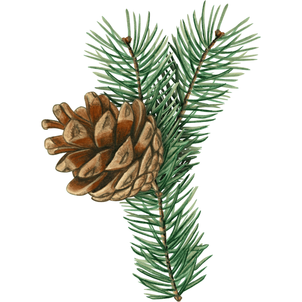 Drawings of a pine cone and green pine branches on a black background.