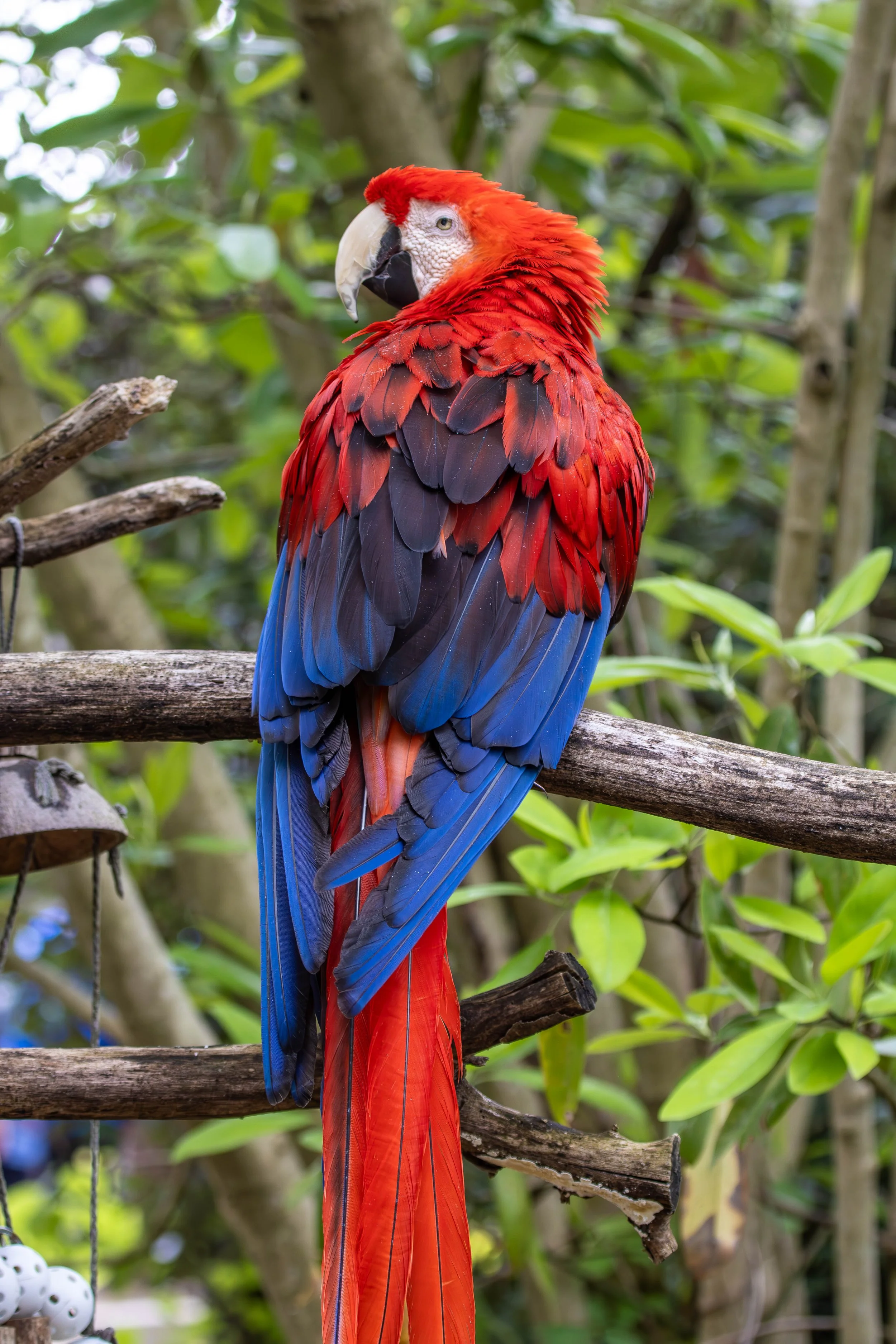 rojo 3 (1 of 1).jpg