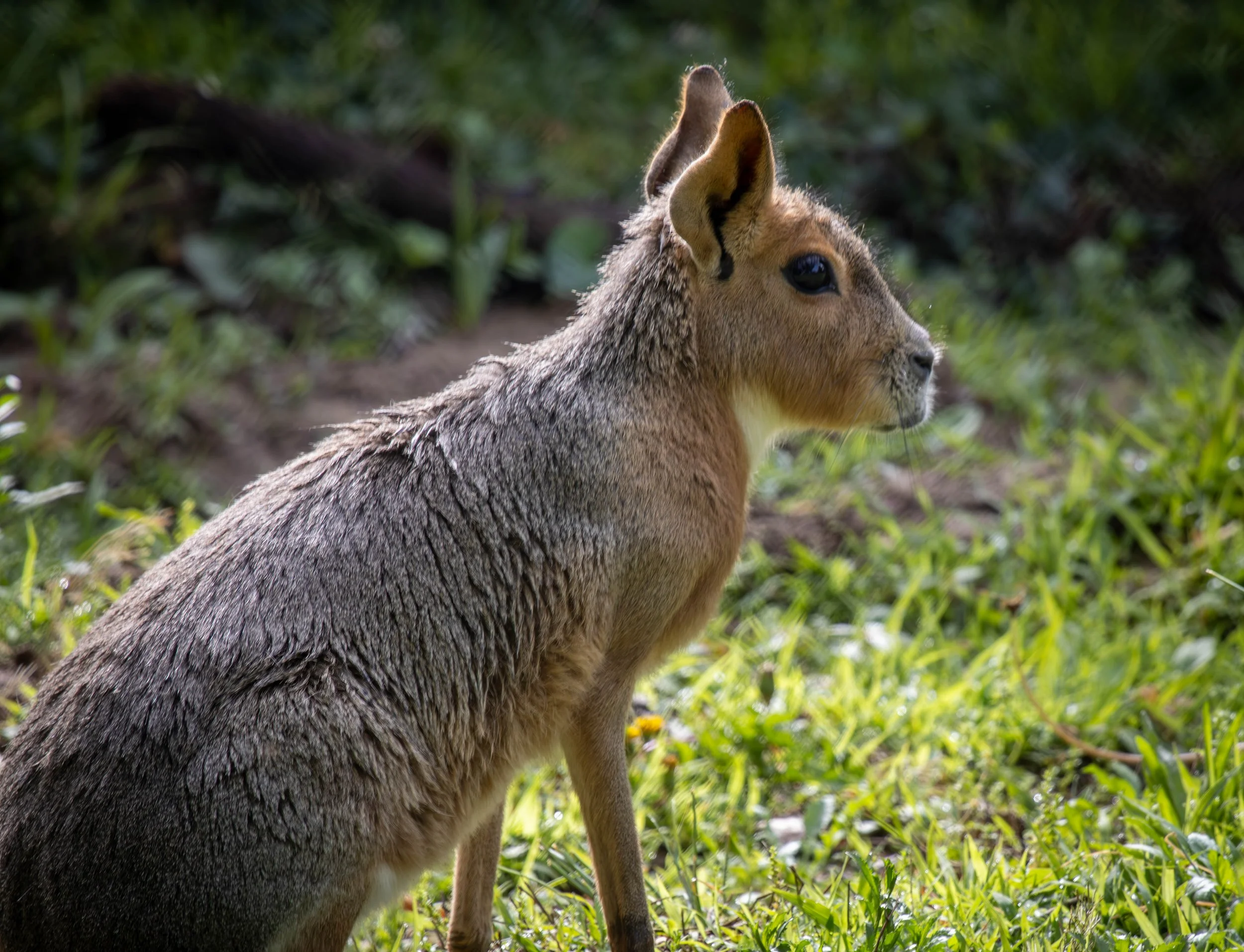 Mara (1 of 1).jpg