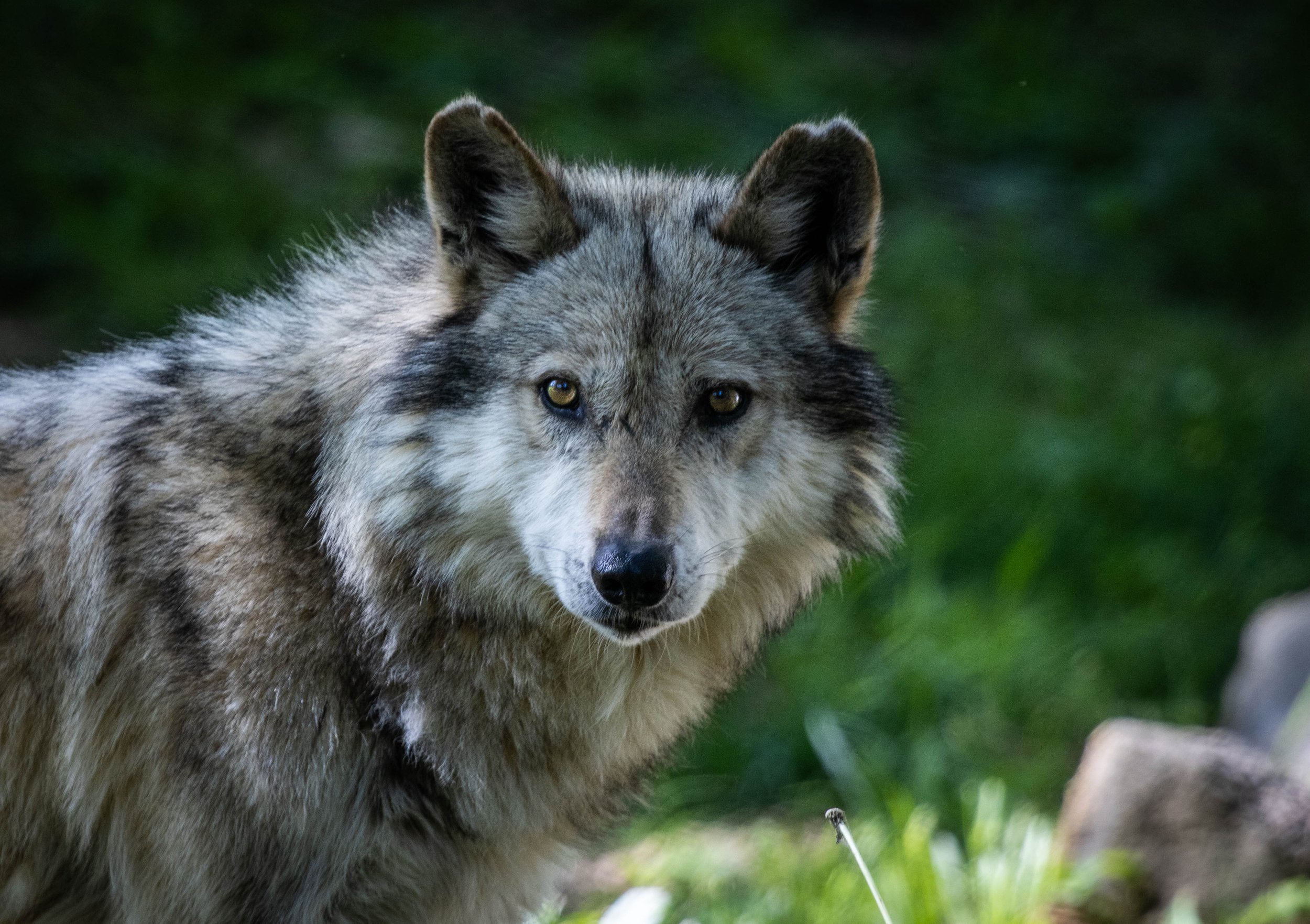 Mexican Gray Wolf (1 of 1).jpg