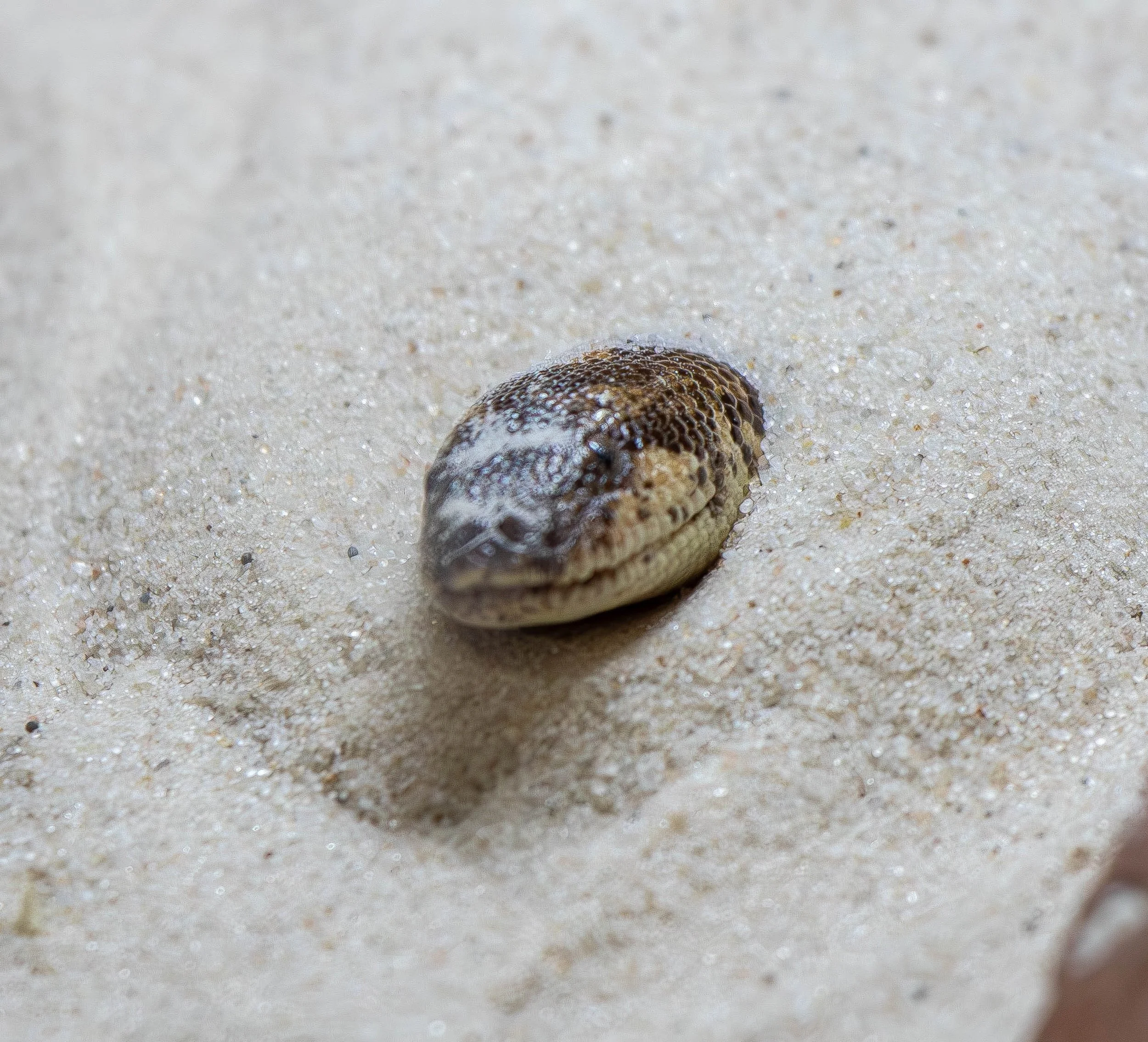 Kenyan Sand Boa (1 of 1).jpg
