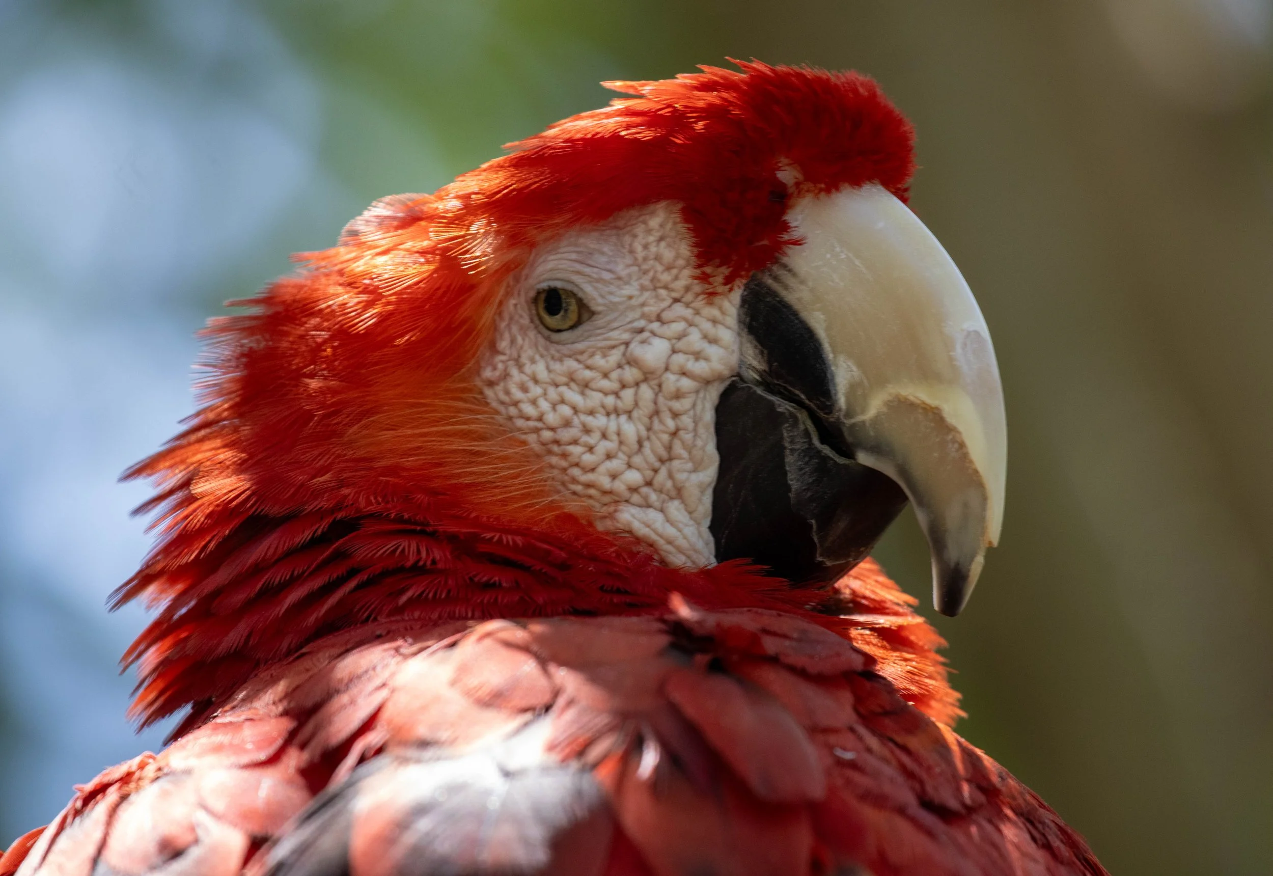Copy of Sacrlet Macaw (Rojo) (1 of 1).jpg