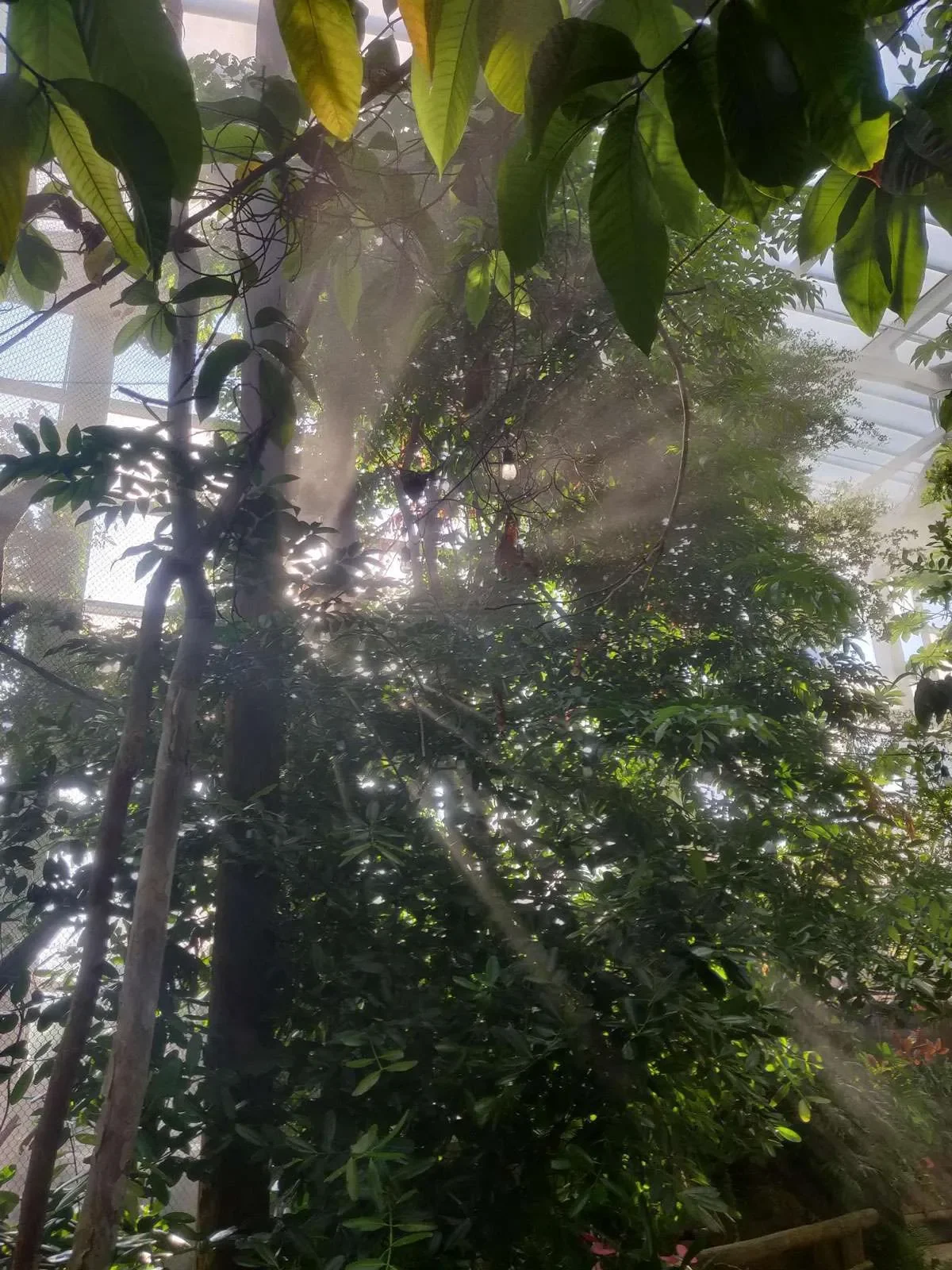Sunlight filtering through dense green foliage inside a glass enclosure.
