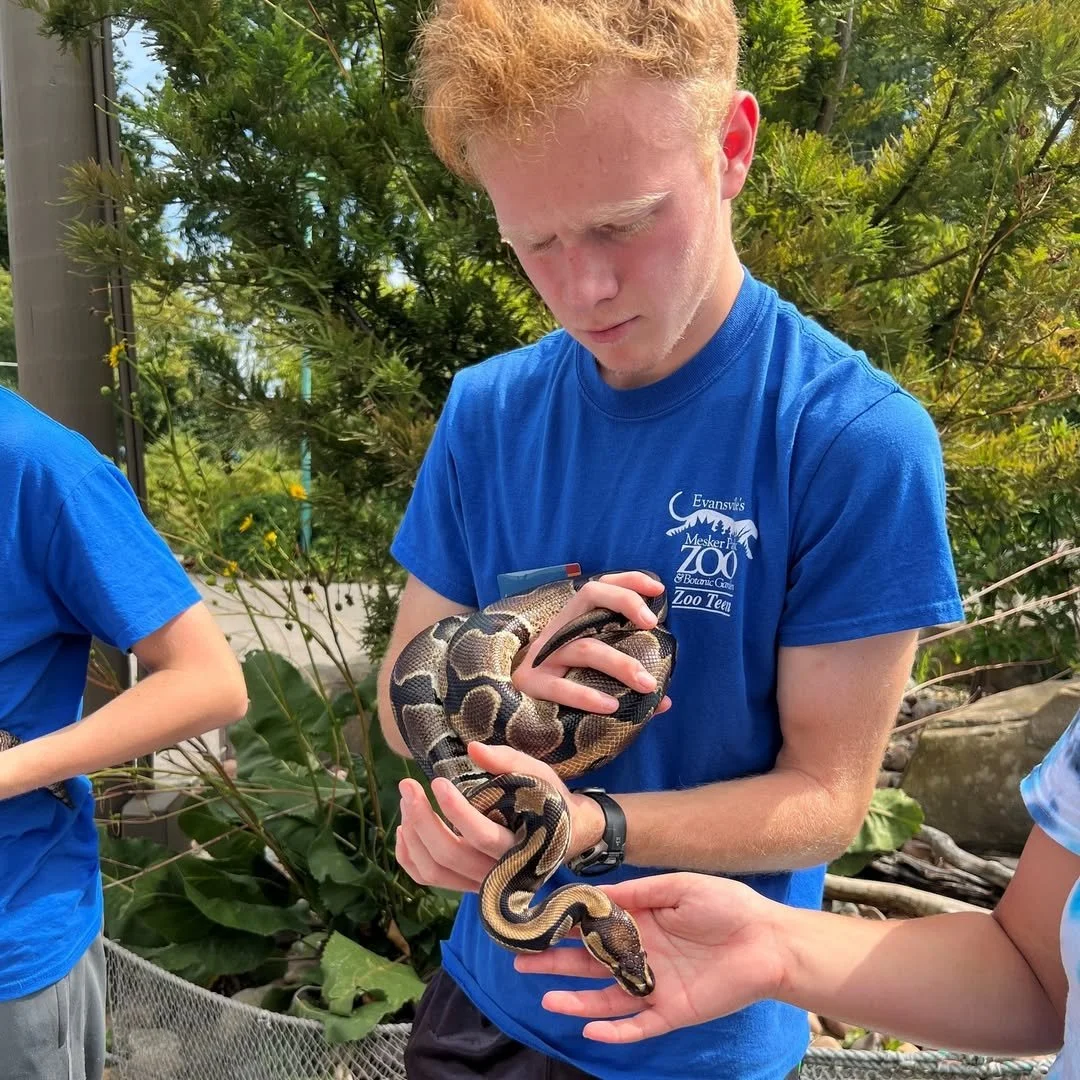 A young man with red hair is holding a large ball python snake at a zoo, with greenery in the background.