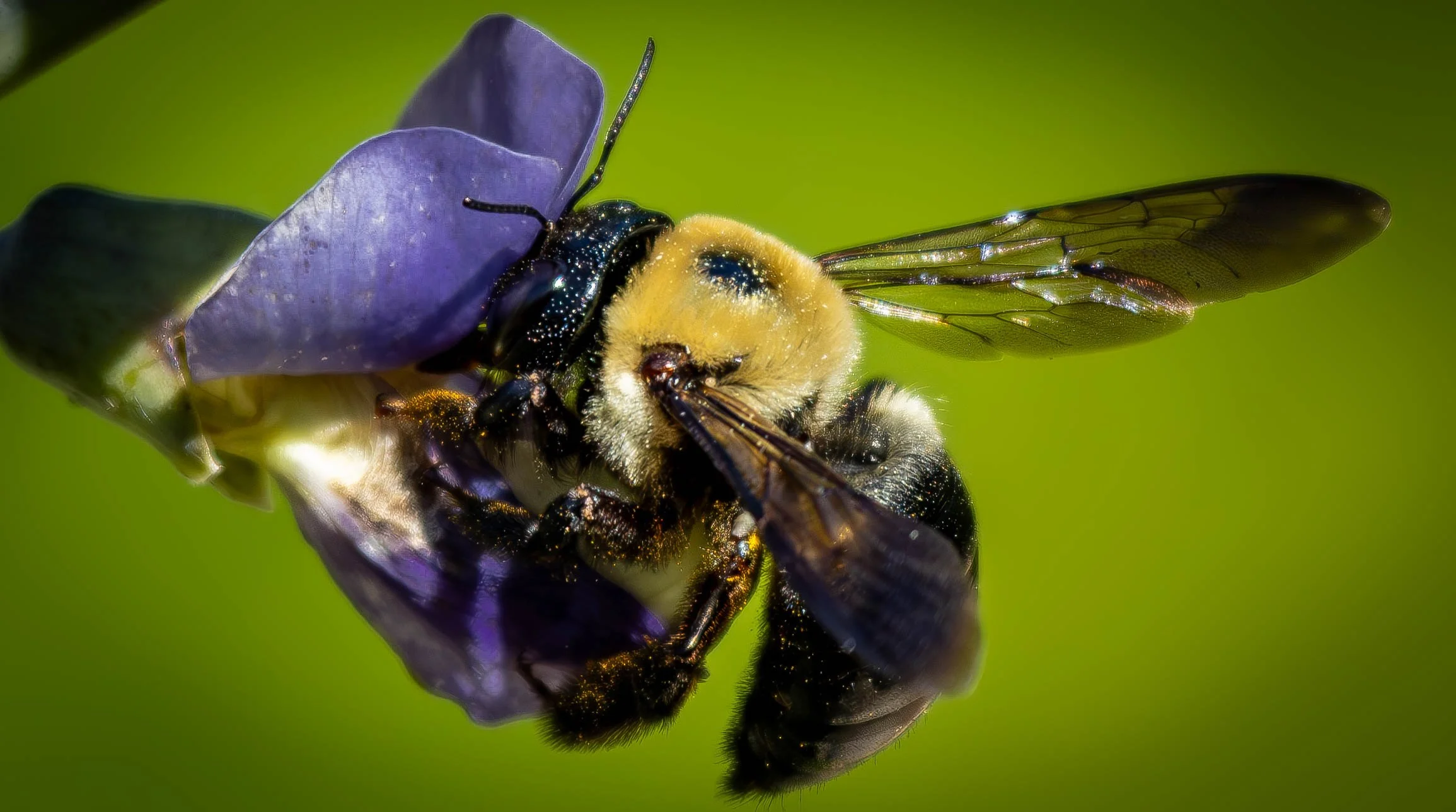 bee close up  (1 of 1).jpg