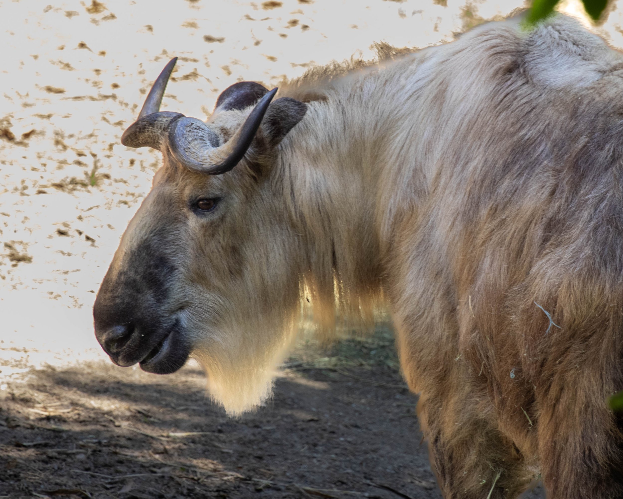 Takin (1 of 1).jpg